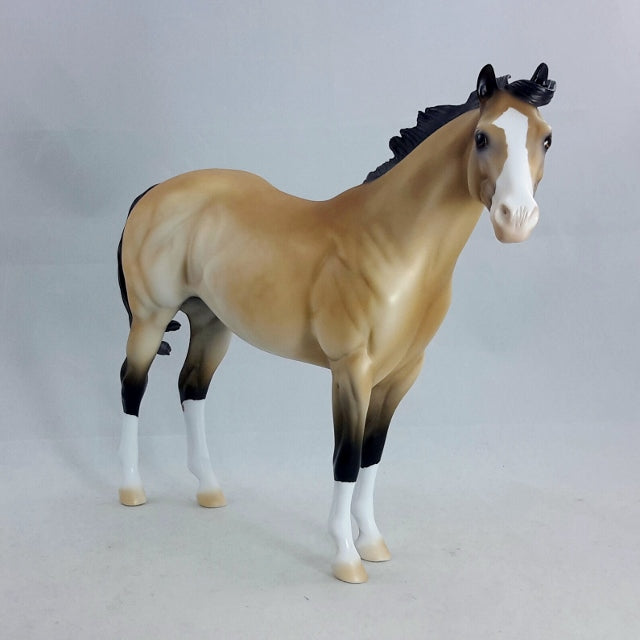 THEODIN - Sooty Buckskin Stock Horse