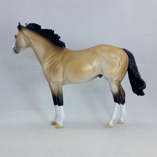 THEODIN - Sooty Buckskin Stock Horse