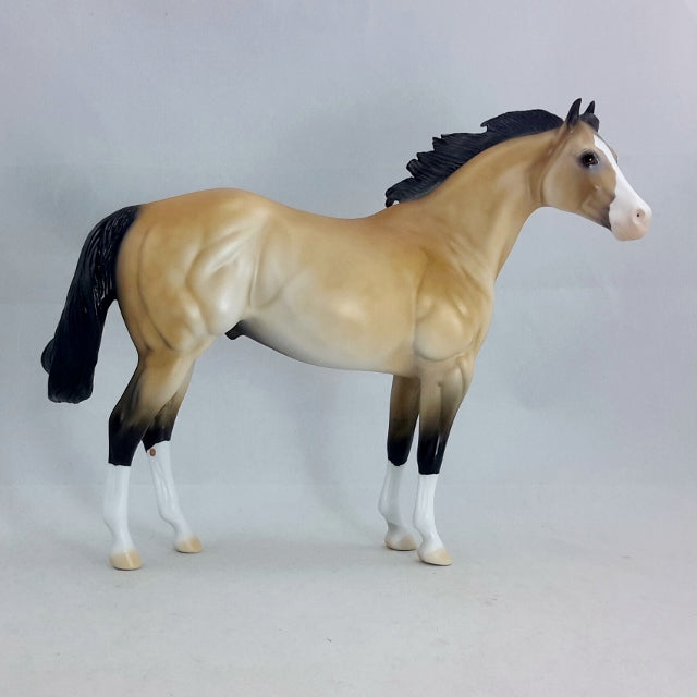 THEODIN - Sooty Buckskin Stock Horse