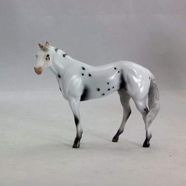 MOTH - Appaloosa Stock Horse Chip