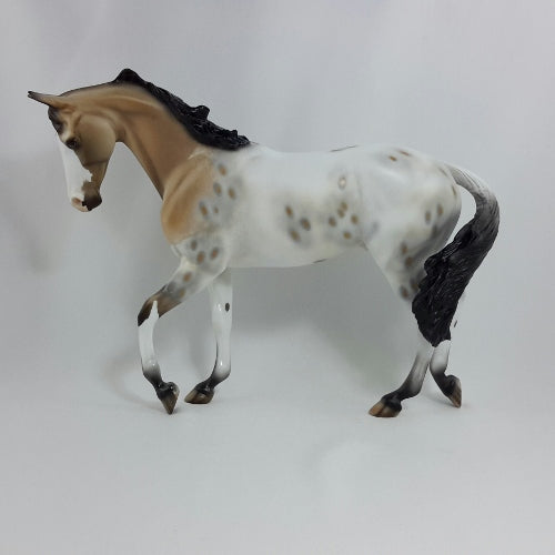 CORN DANCE - Buckskin Appaloosa Thoroughbred