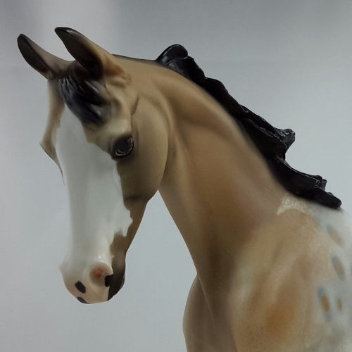 CORN DANCE - Buckskin Appaloosa Thoroughbred