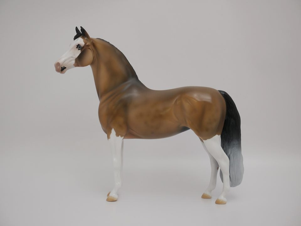 MAISY-OOAK BUCKSKIN PAINT MORGAN BY AUDERY DIXON 7/2/20