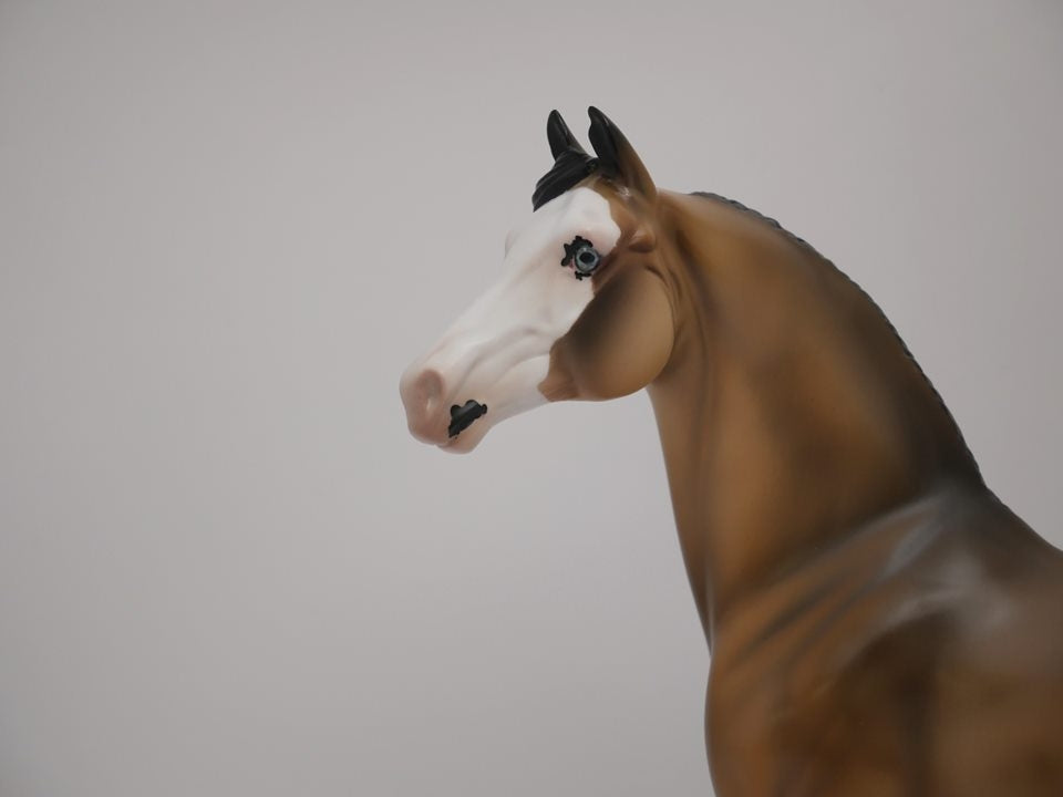 MAISY-OOAK BUCKSKIN PAINT MORGAN BY AUDERY DIXON 7/2/20