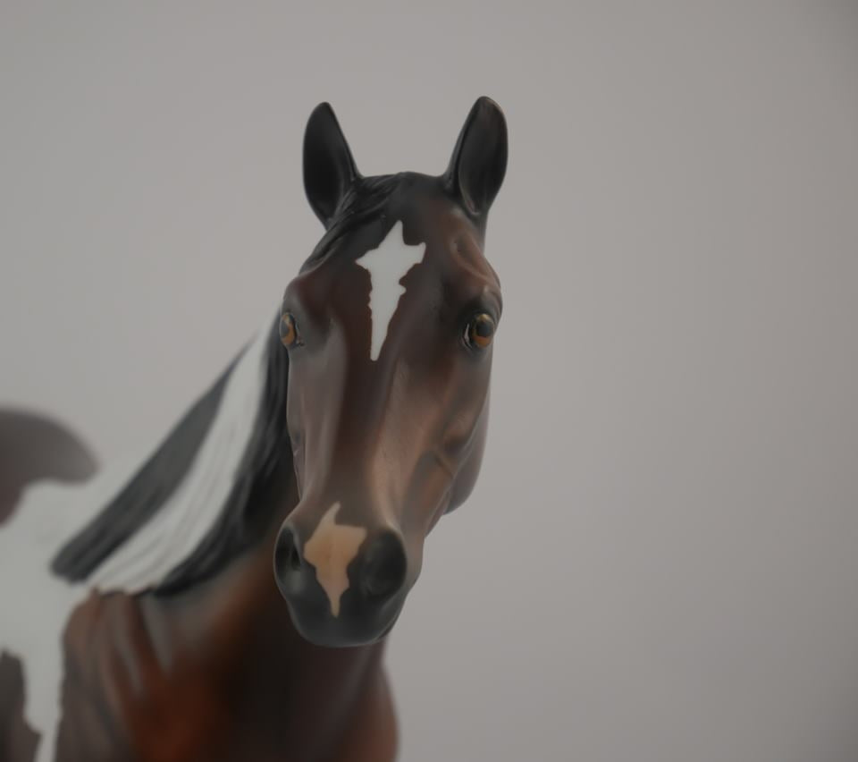 Buckeye -- LE-3 Bay Pinto by Kayla Wesse