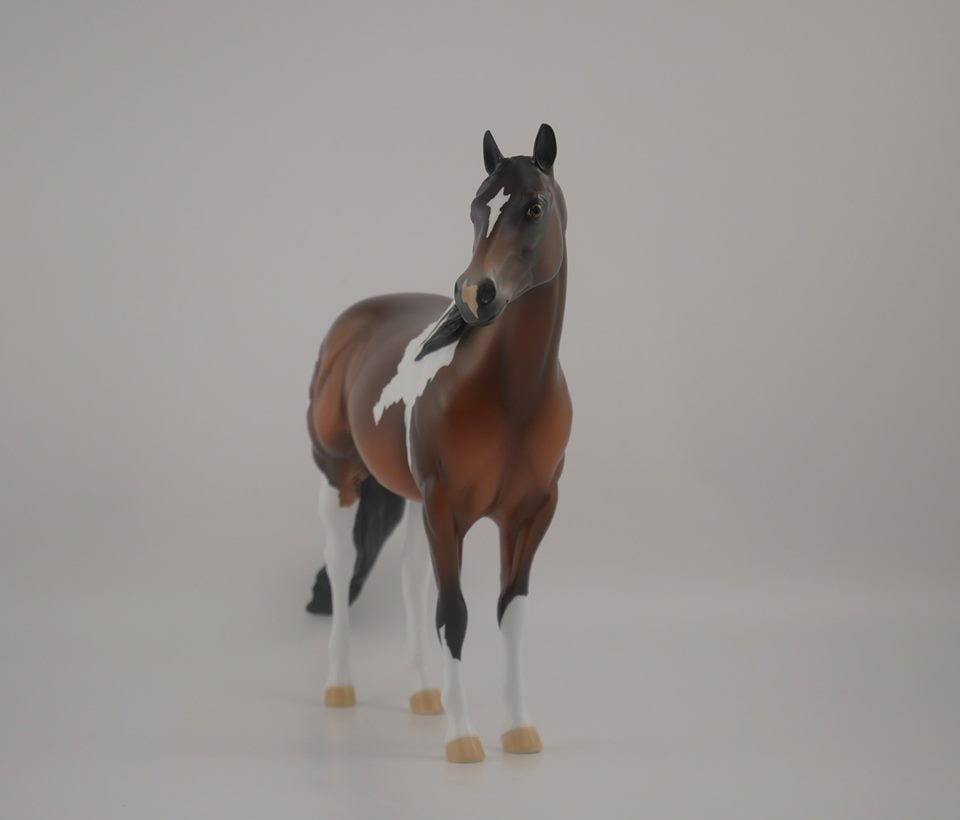 Buckeye CM -- LE-10 Bay Pinto by Kayla Wesse