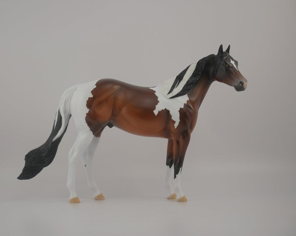 Buckeye CM -- LE-10 Bay Pinto by Kayla Wesse