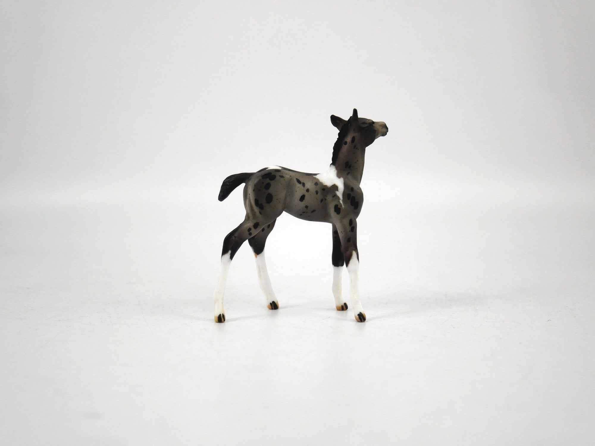 I Spot You-LE-? Silver Tier Loyalty Blue Roan Pintaloosa Foal Chip By Julie Keim 1/7/21