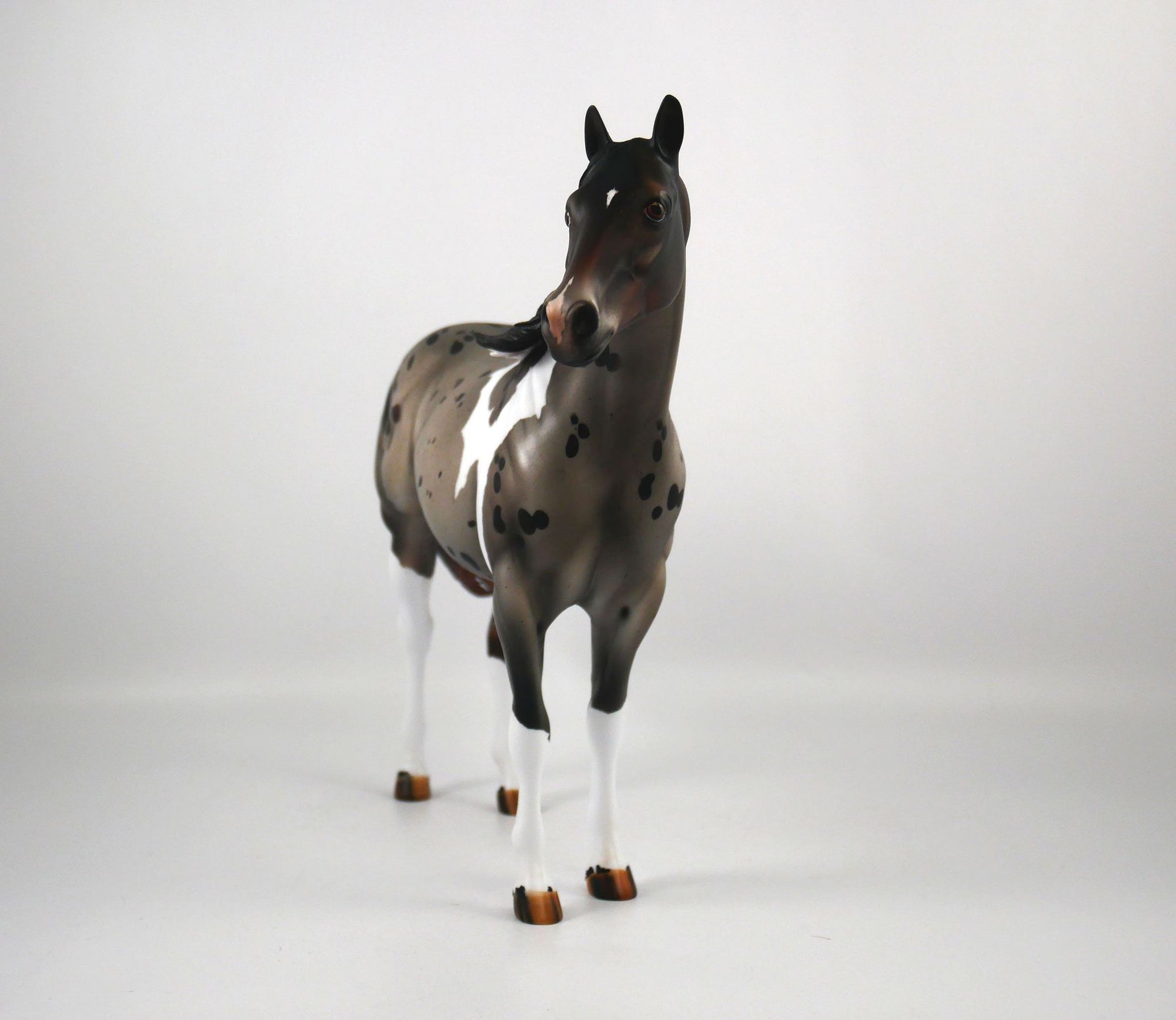 I Spot You-LE-? Gold Tier Loyalty Blue Roan Pintaloosa ISH By Julie Keim 1/7/21