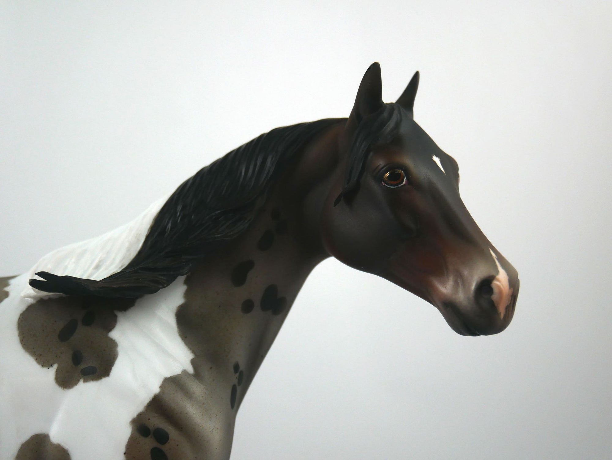 I Spot You-LE-? Gold Tier Loyalty Blue Roan Pintaloosa ISH By Julie Keim 1/7/21