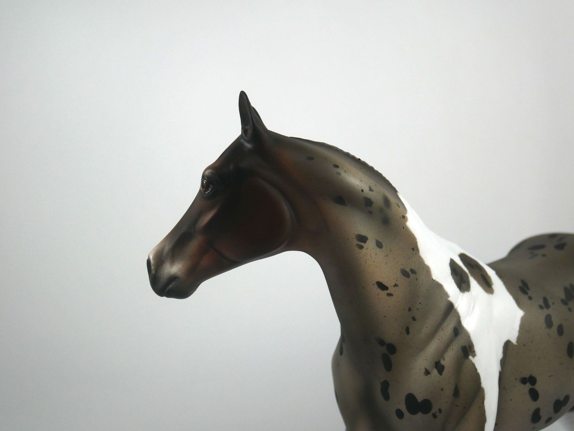I Spot You-LE-? Gold Tier Loyalty Blue Roan Pintaloosa ISH By Julie Keim 1/7/21