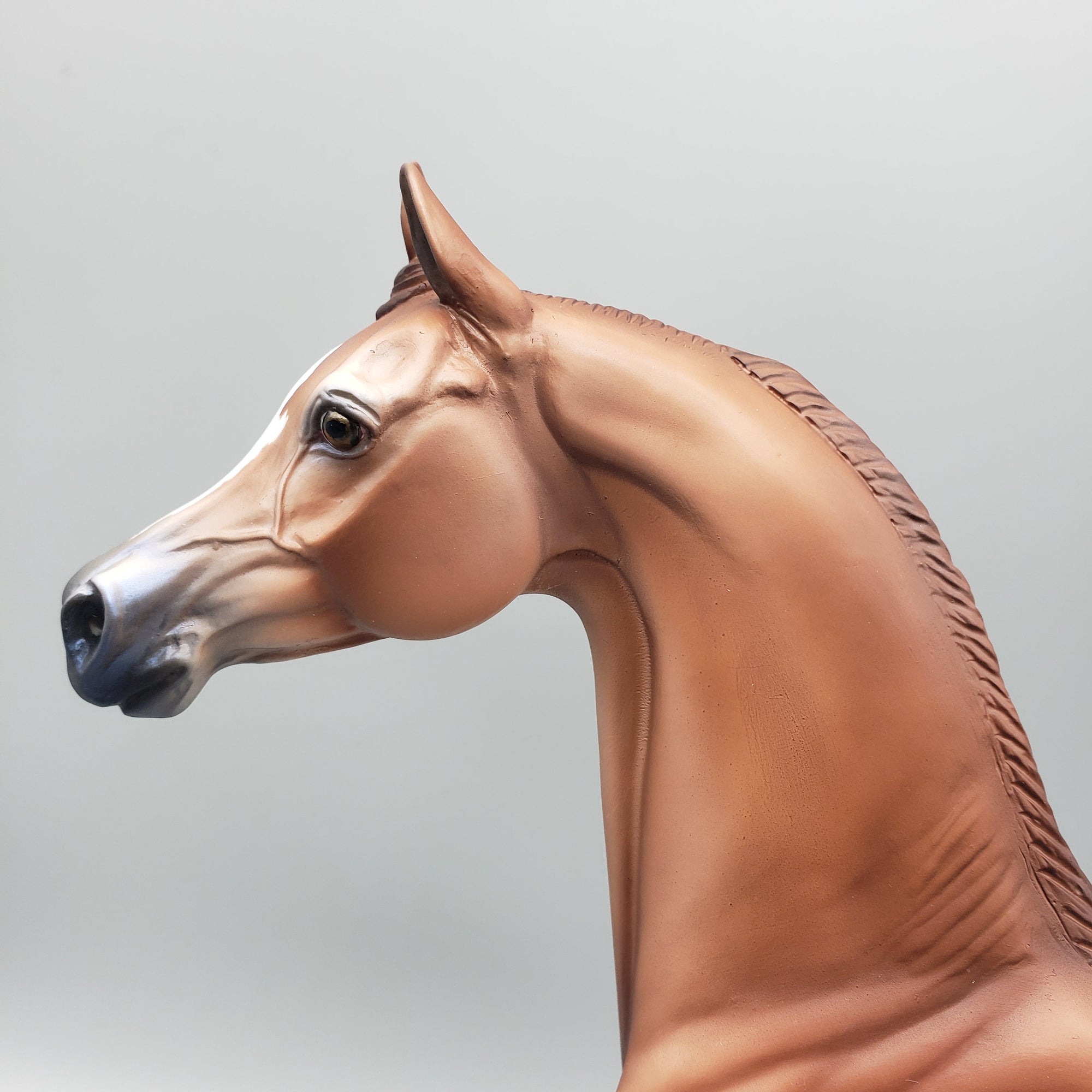 Buck - OOAK - Chestnut Rabicano Arabian By Jess Hamill EQ23