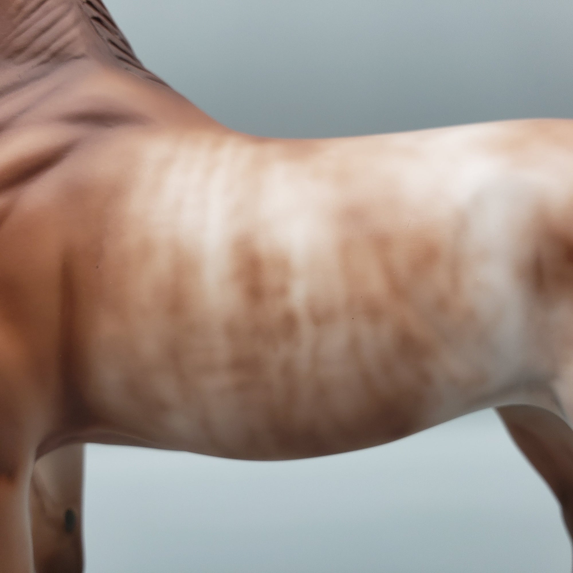 Buck - OOAK - Chestnut Rabicano Arabian By Jess Hamill EQ23