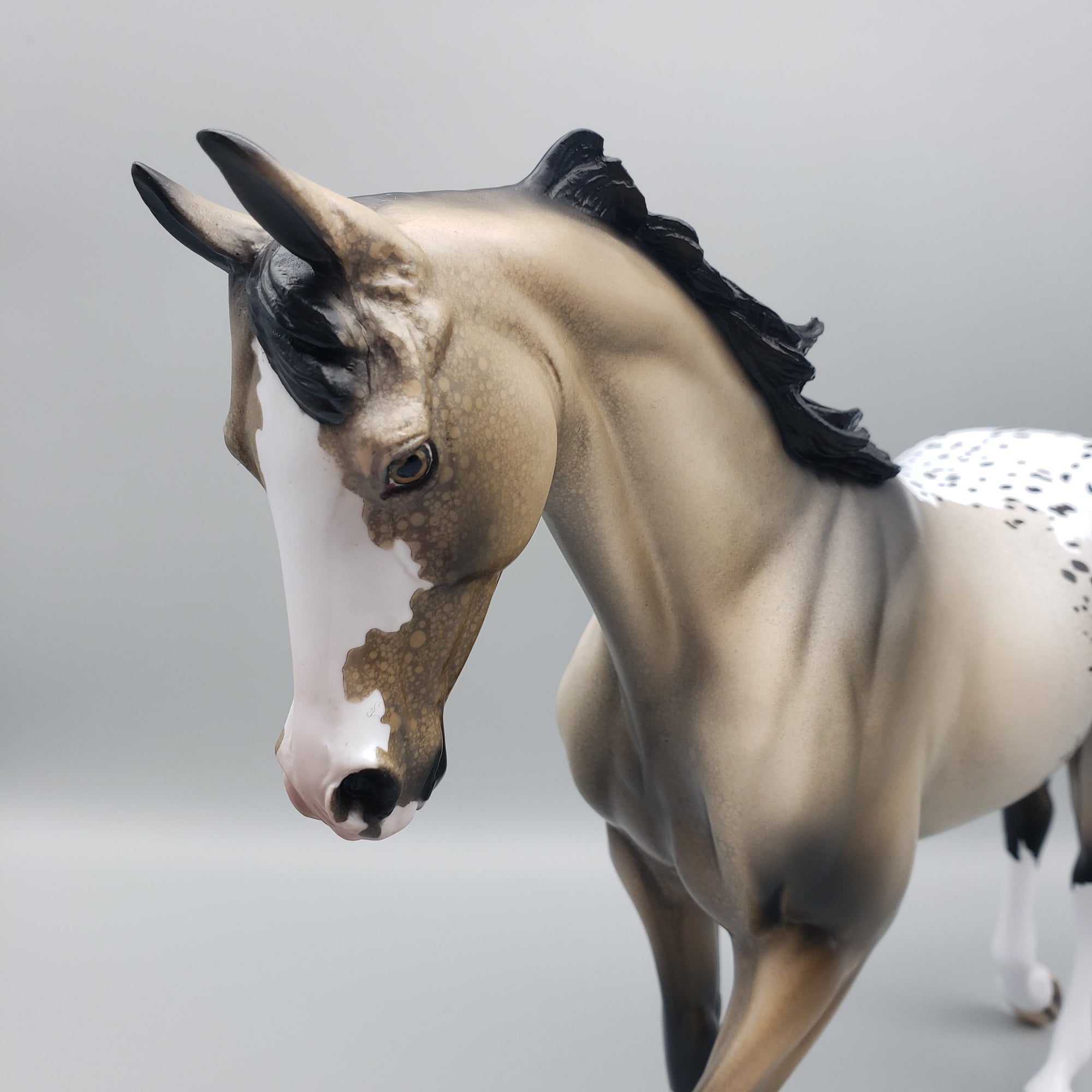 Akecheta OOAK Appaloosa Thoroughbred By Dawn Quick EQ23