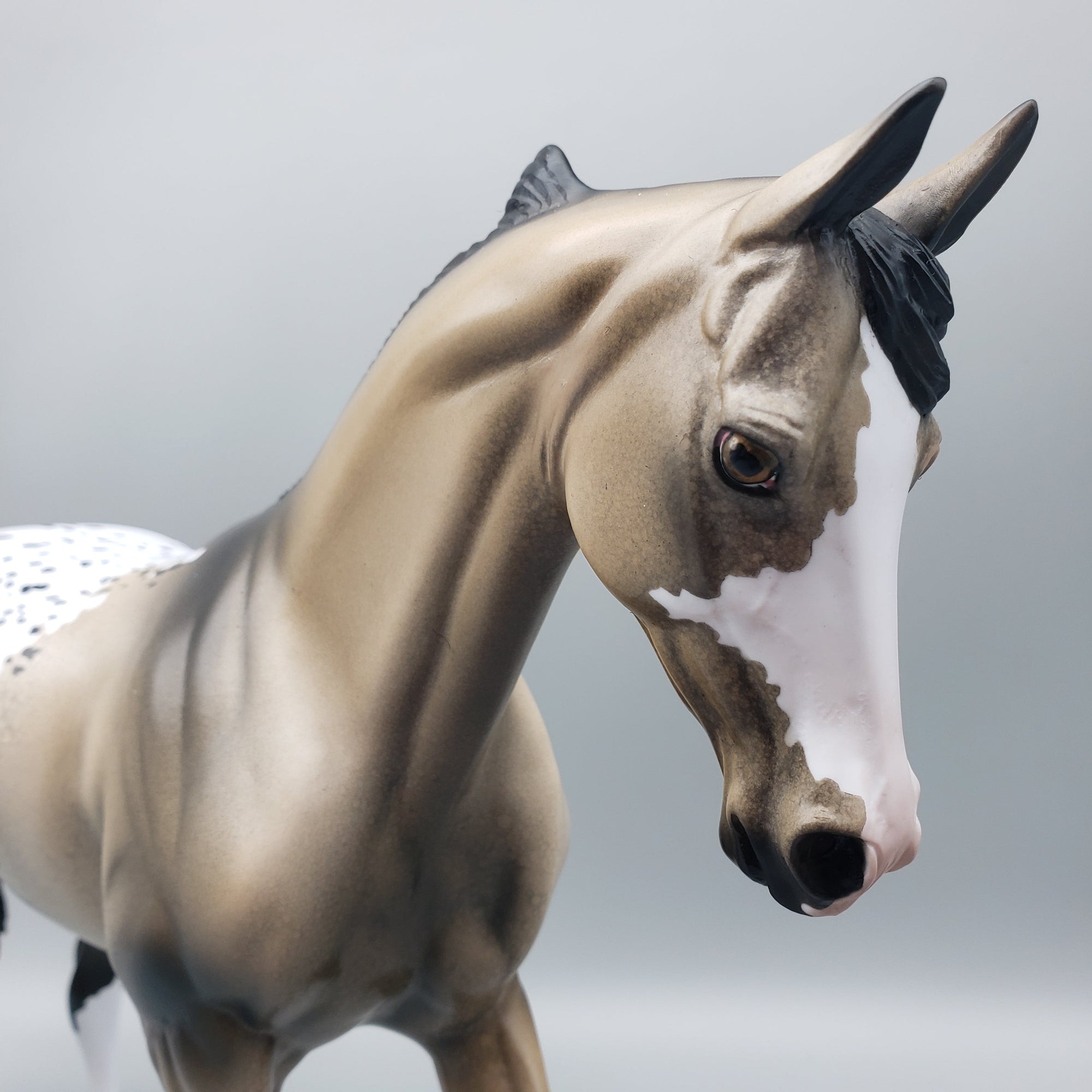 Akecheta OOAK Appaloosa Thoroughbred By Dawn Quick EQ23