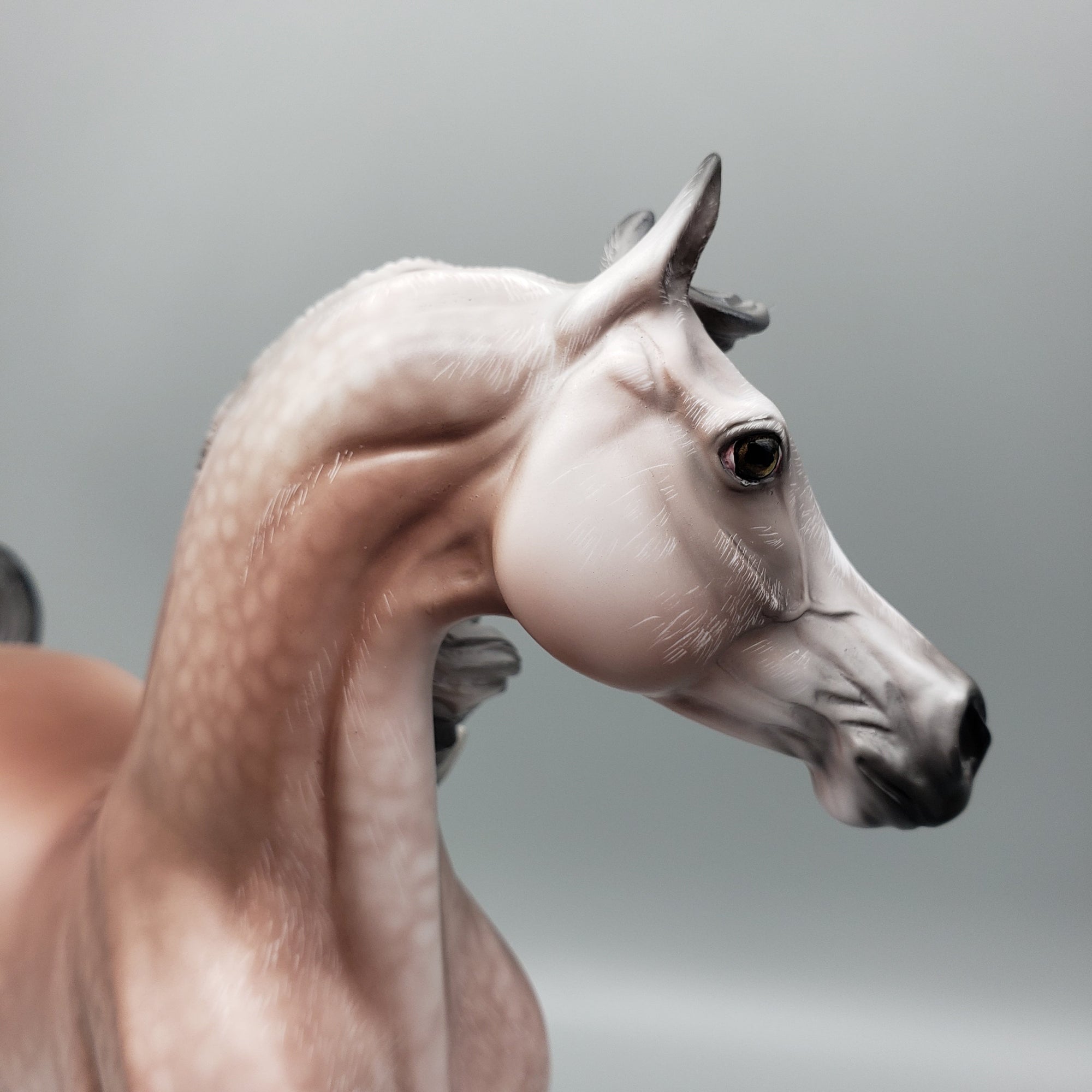 Dynasty OOAK Dappled Rose Grey Arab Stallion By Angela Marleau Equilocity Best Offers 7/15/23 EQ23