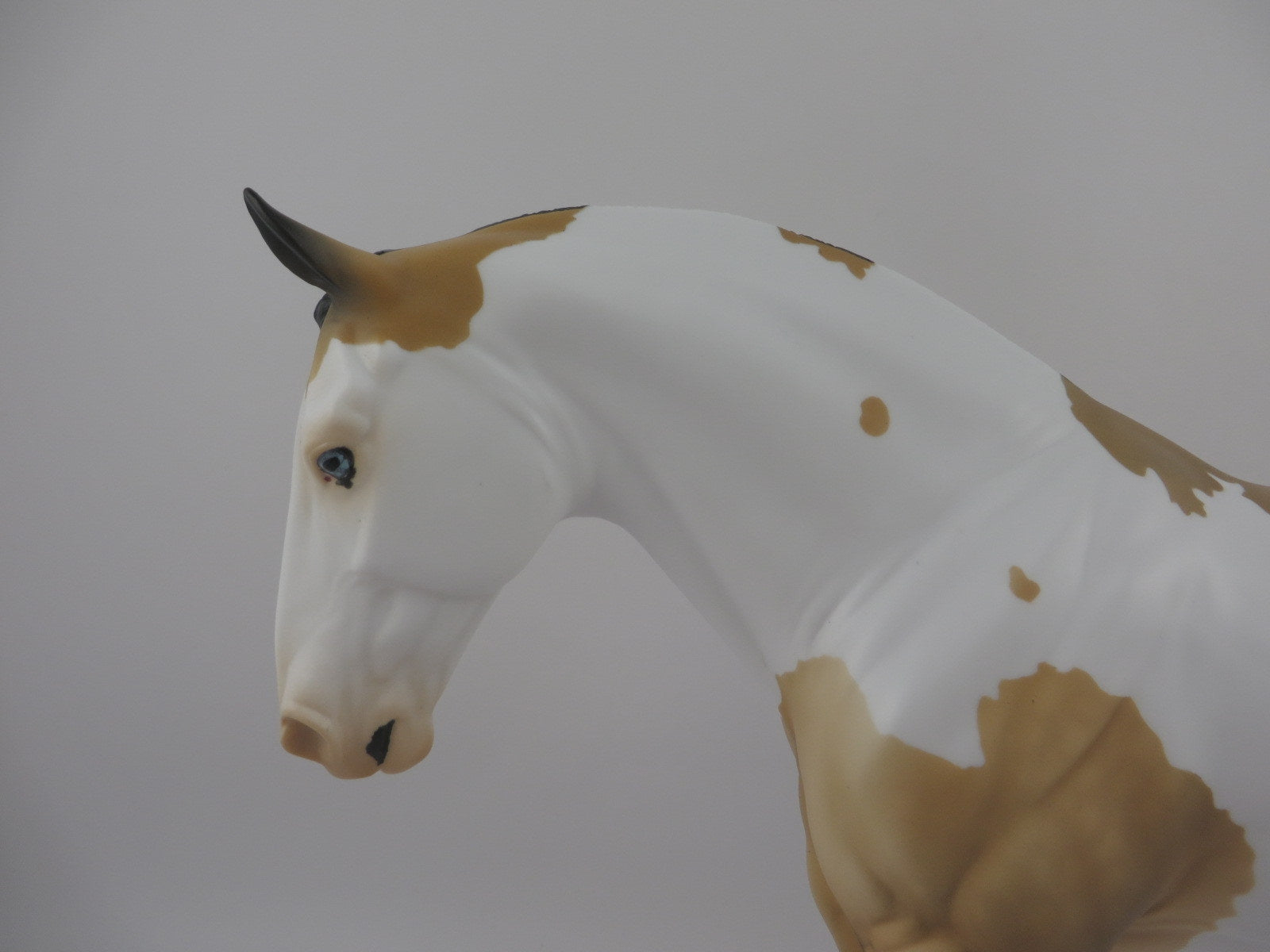 Jacques-OOAK Dapple Buckskin Paint Irish Draft EQ 2020