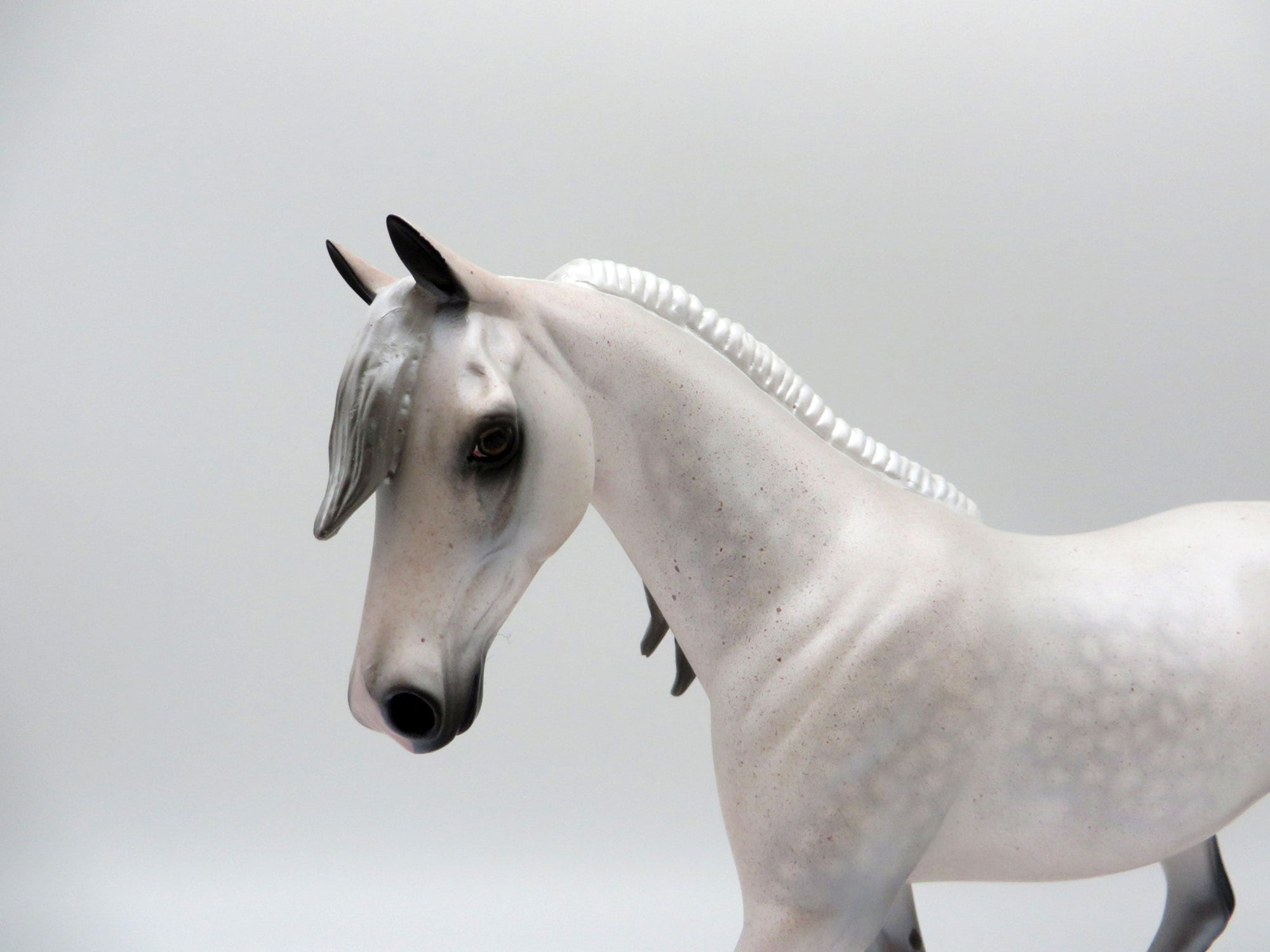 Altostratus-LE-6-Dapple Grey Pony SHCF 2021