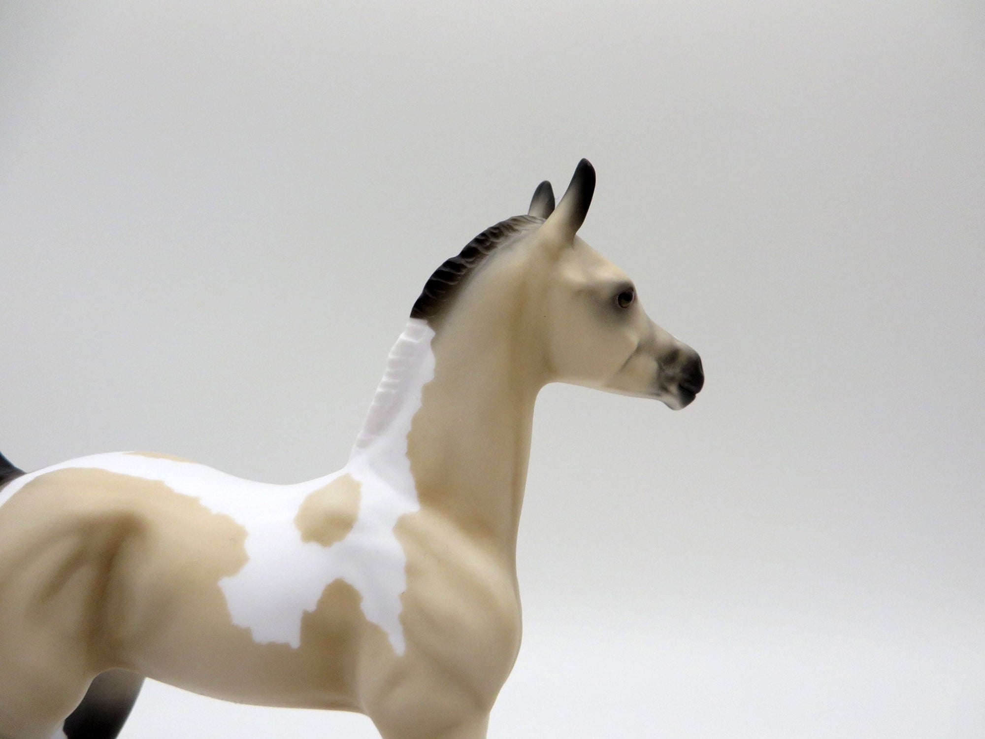 Amaya-LE-7 Buckskin Arabian Foal 4/16/21