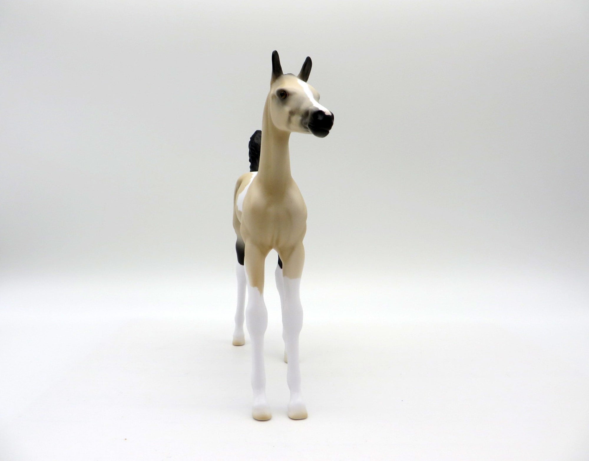 Amaya-LE-7 Buckskin Arabian Foal 4/16/21