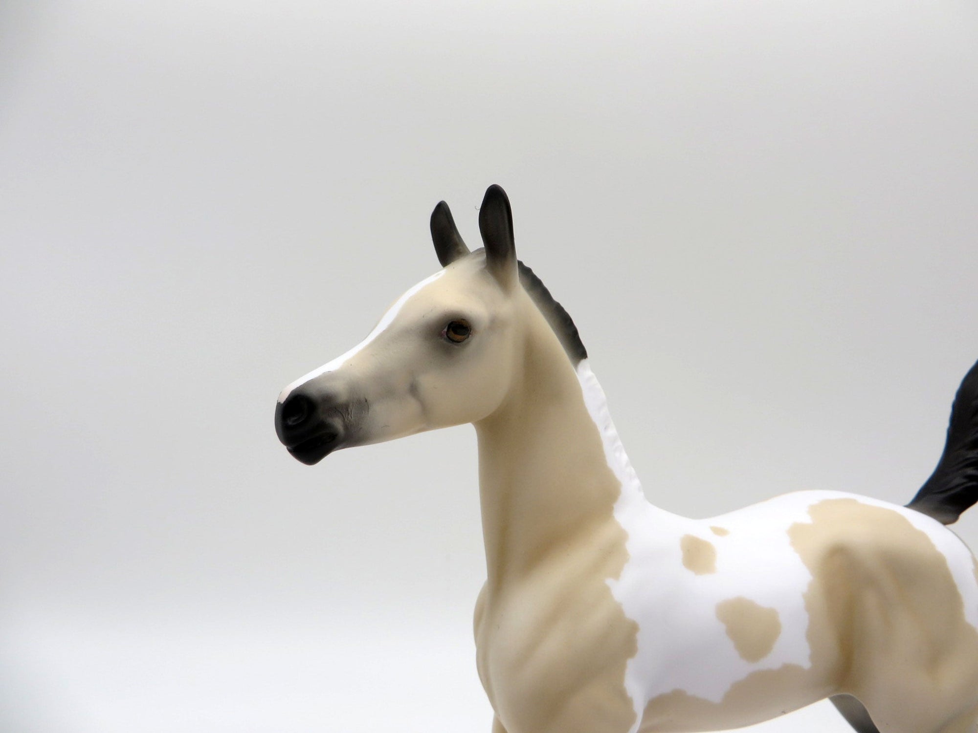 Amaya-LE-7 Buckskin Arabian Foal 4/16/21