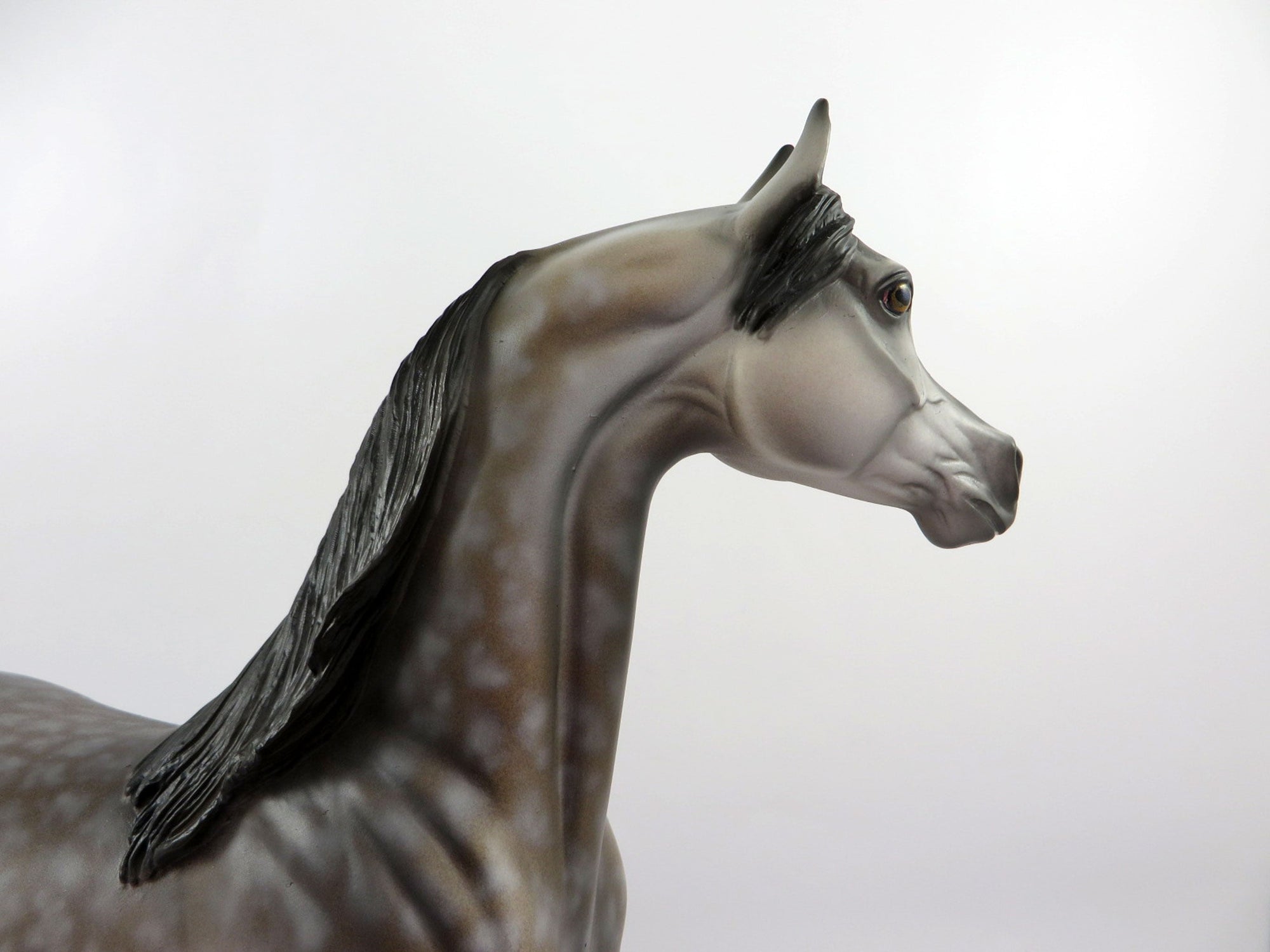 AOIFE-OOAK Dapple Bay Arabian Painted By Dawn Quick 4/13/21