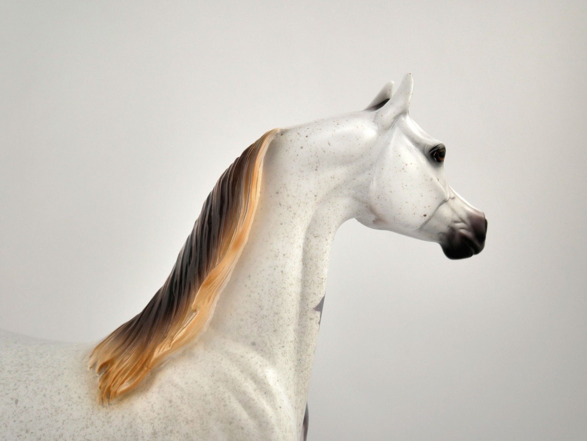 Ashton-OOAK Bloody Shoulder Arabian by Dawn Quick 11/18/20