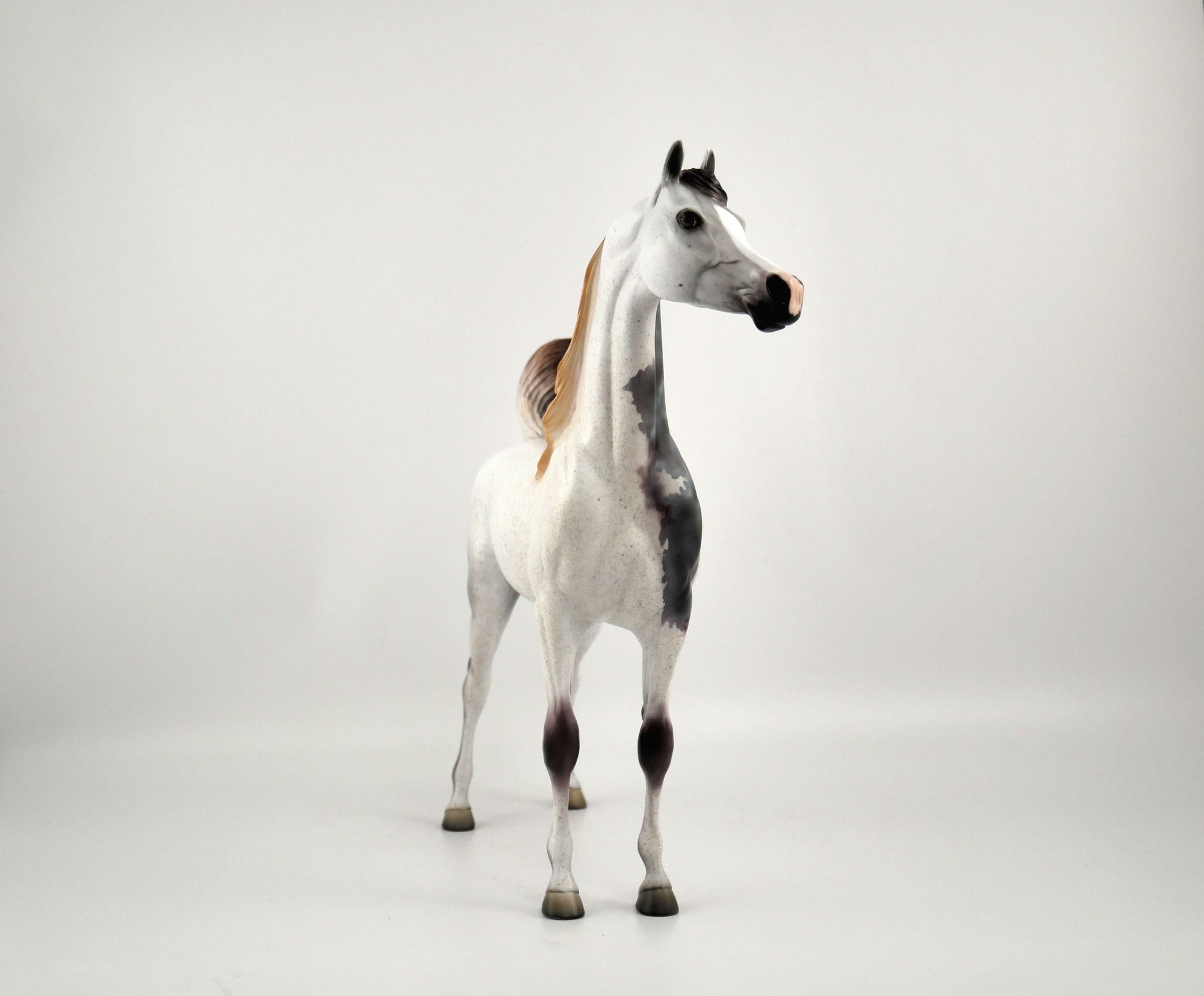 Ashton-OOAK Bloody Shoulder Arabian by Dawn Quick 11/18/20