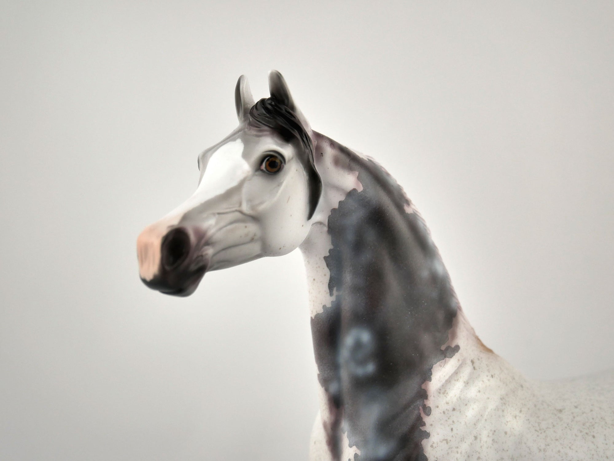 Ashton-OOAK Bloody Shoulder Arabian by Dawn Quick 11/18/20