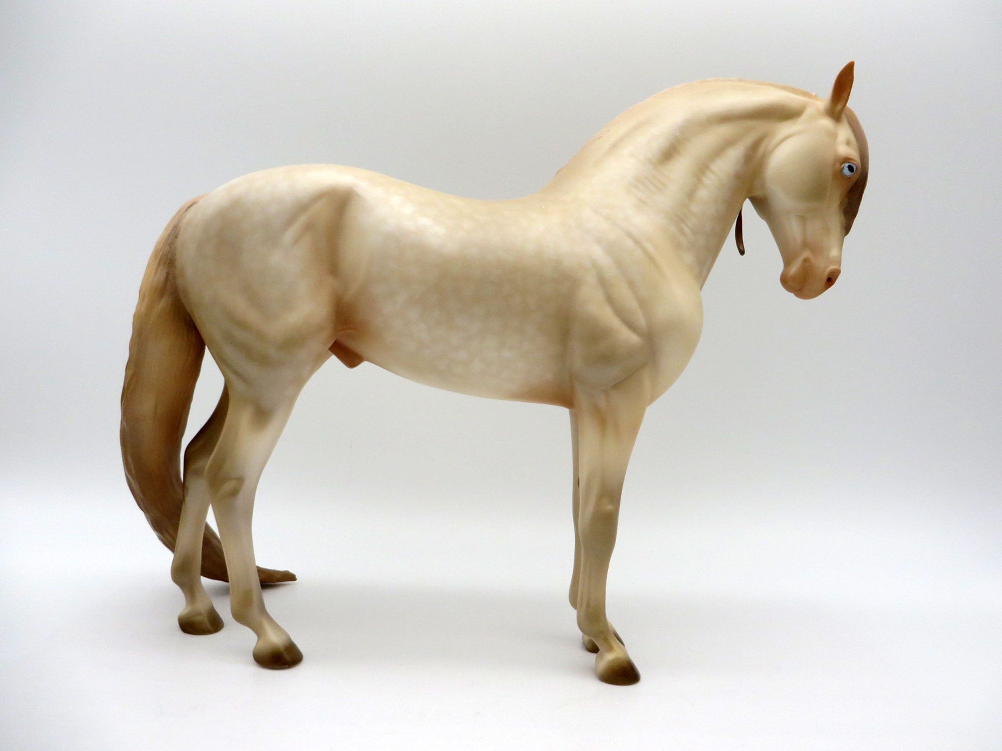 Azalea-OOAK Perlino Andalusian 5/11/21