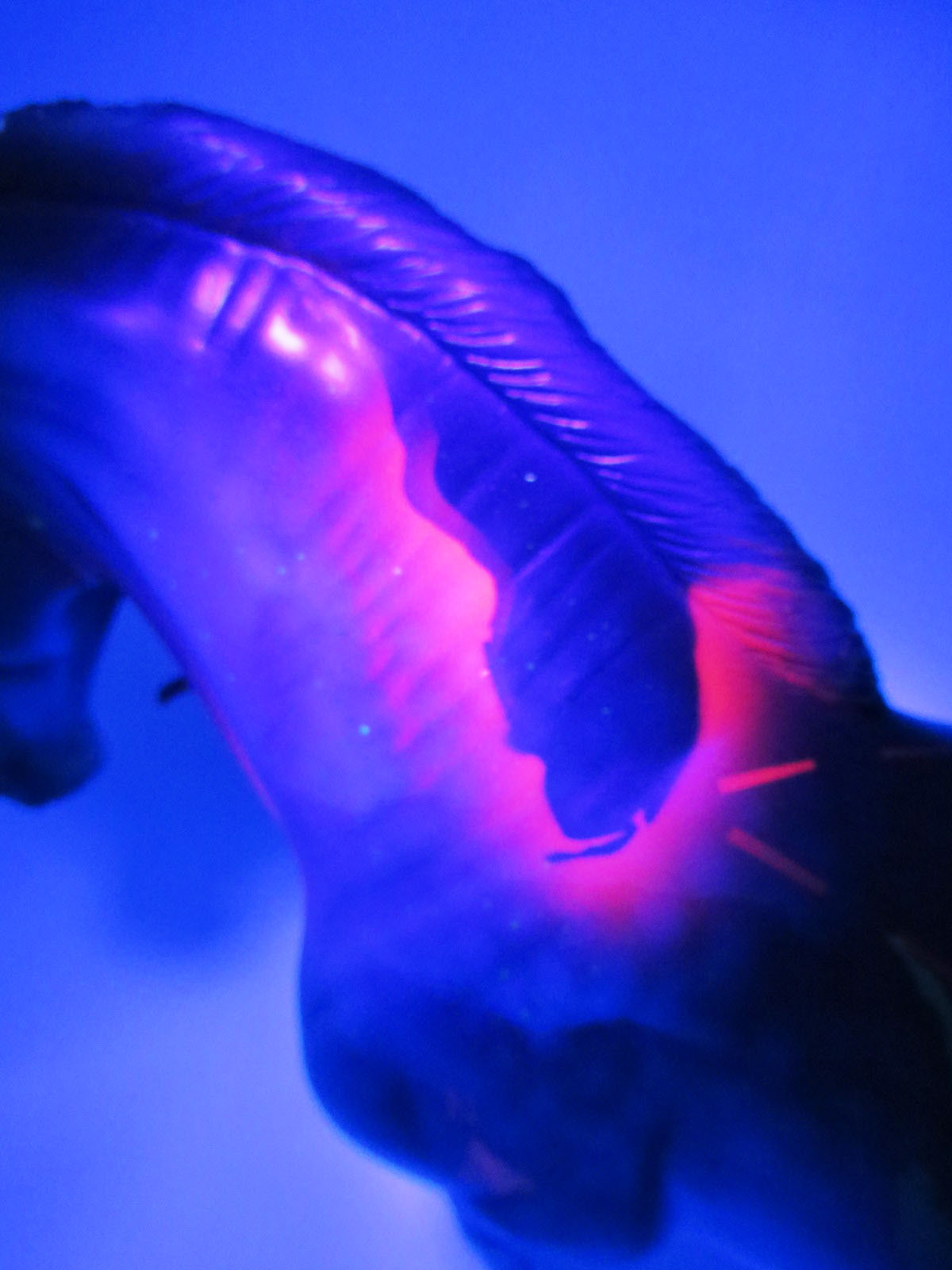 Bermuda - OOAK - BEST OFFER - Custom Decorator Andalusia with Blacklight Activated Deisgn - Painted By Ellen Robbins - MM22