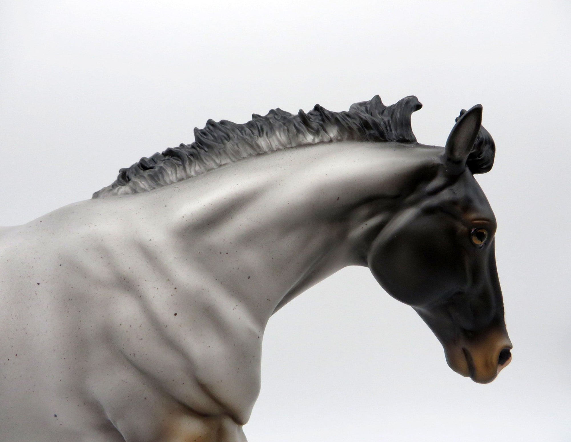 Blue Thunder-LE-? Blue Roan Running Stock Photo Show Special EQ 21