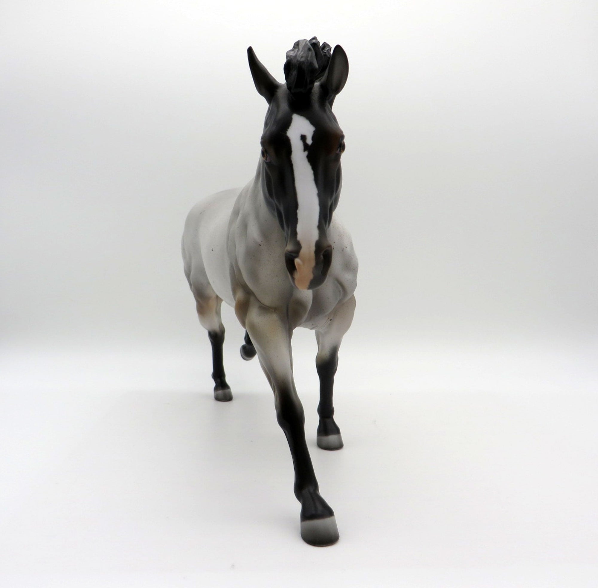 Blue Thunder-LE-? Blue Roan Running Stock Photo Show Special EQ 21