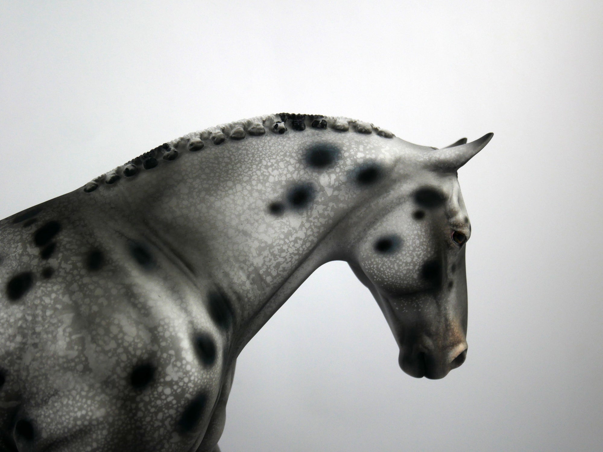 Breaking Benjamin-OOAK Appaloosa Irish Drafter 1/8/21
