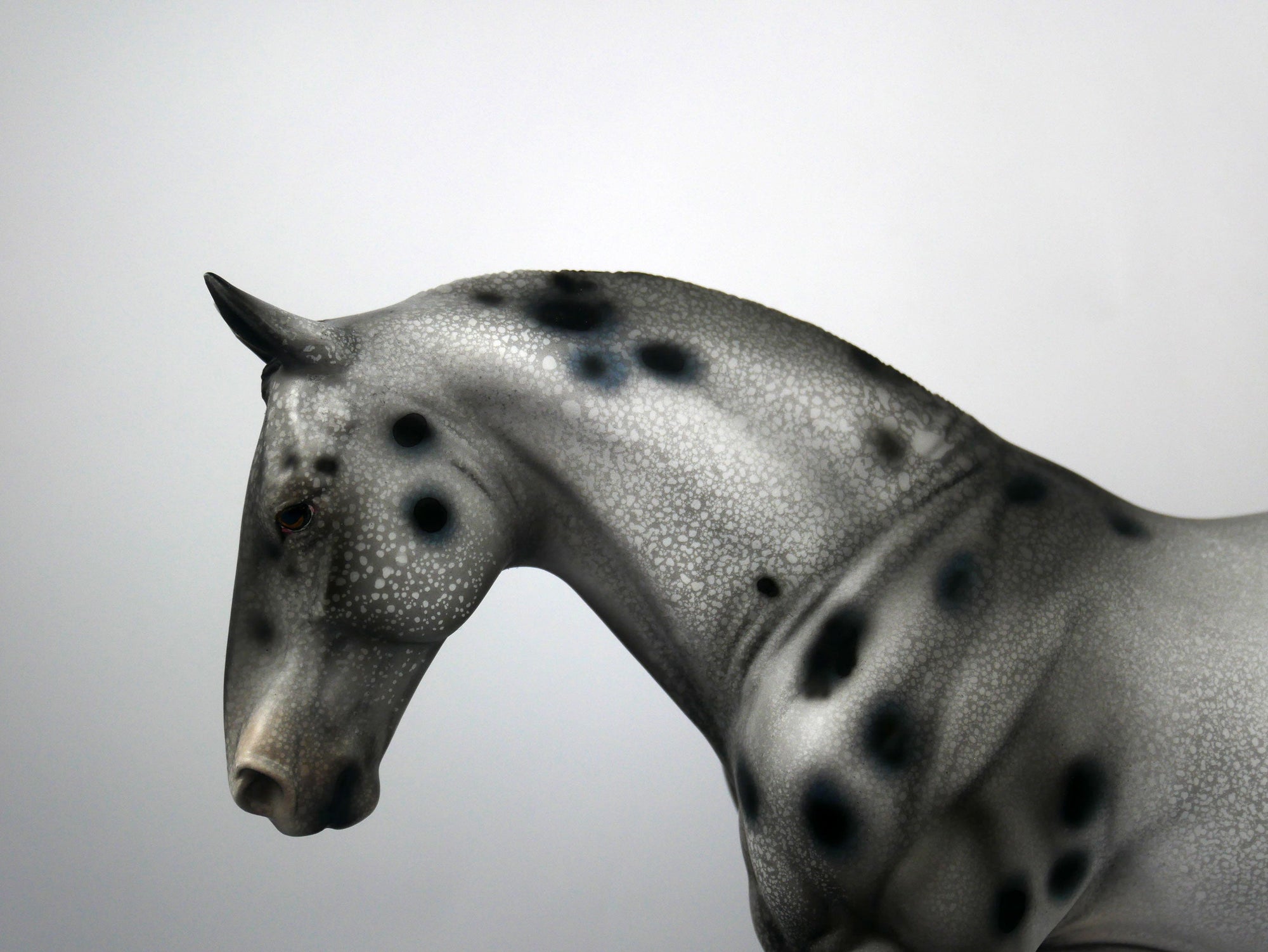Breaking Benjamin-OOAK Appaloosa Irish Drafter 1/8/21
