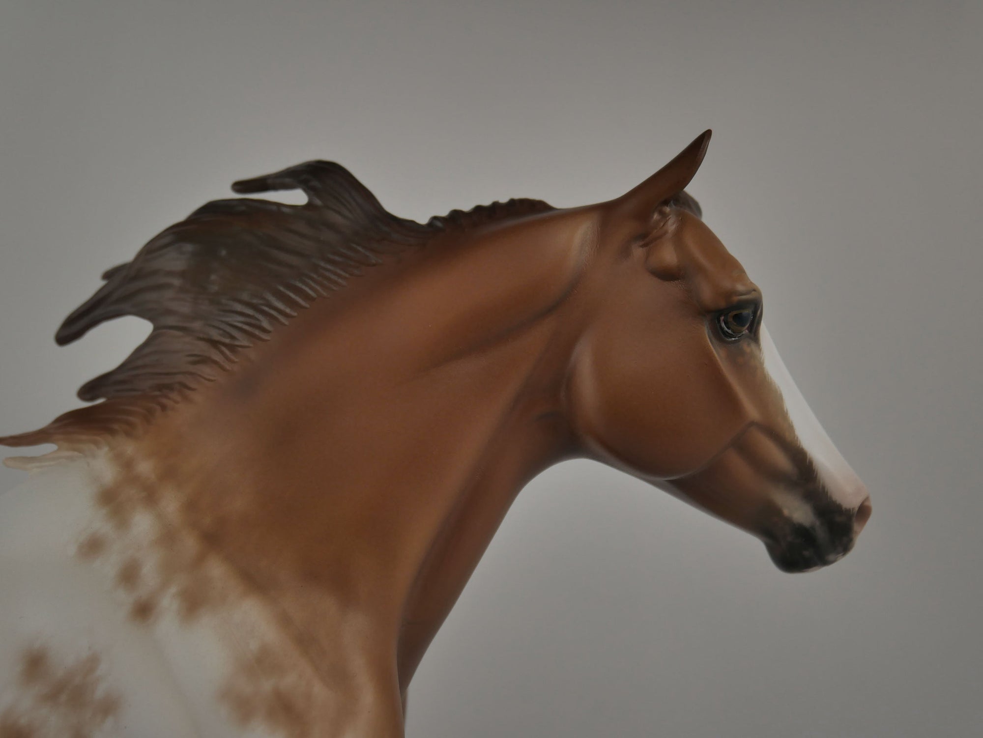 Brogen-Chestnut Appaloosa Running Quarter Horse By Sheryl Leisure 12/21/20