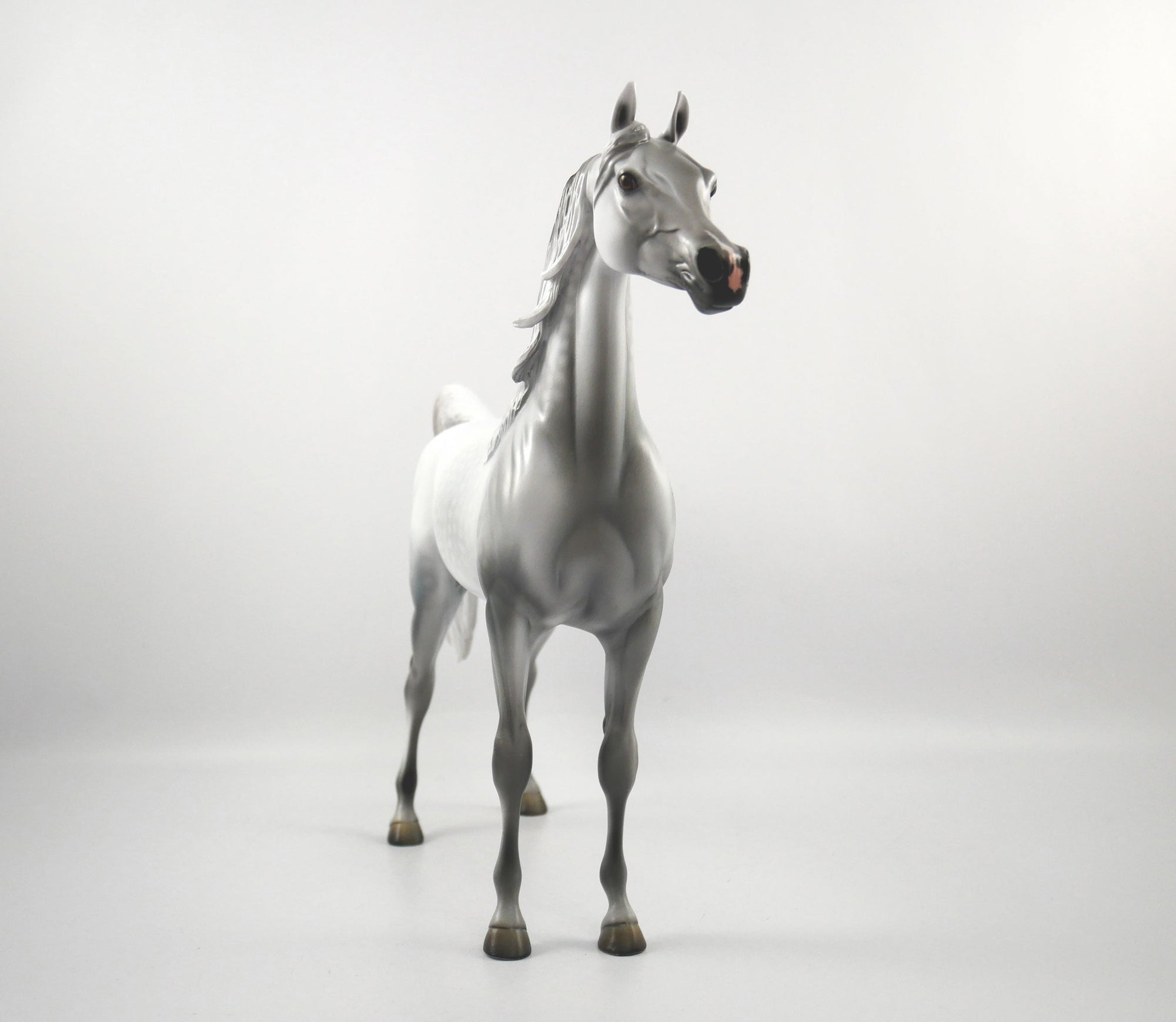 Candence-LE-15 Light Dapple Grey Arabian SB21