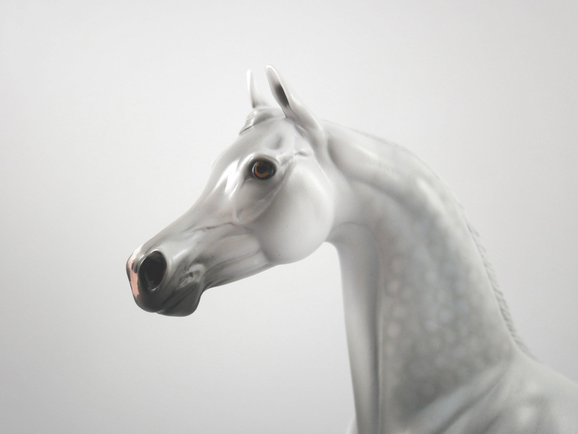 Cadence-LE-15 Dapple Grey Arabian SB 21