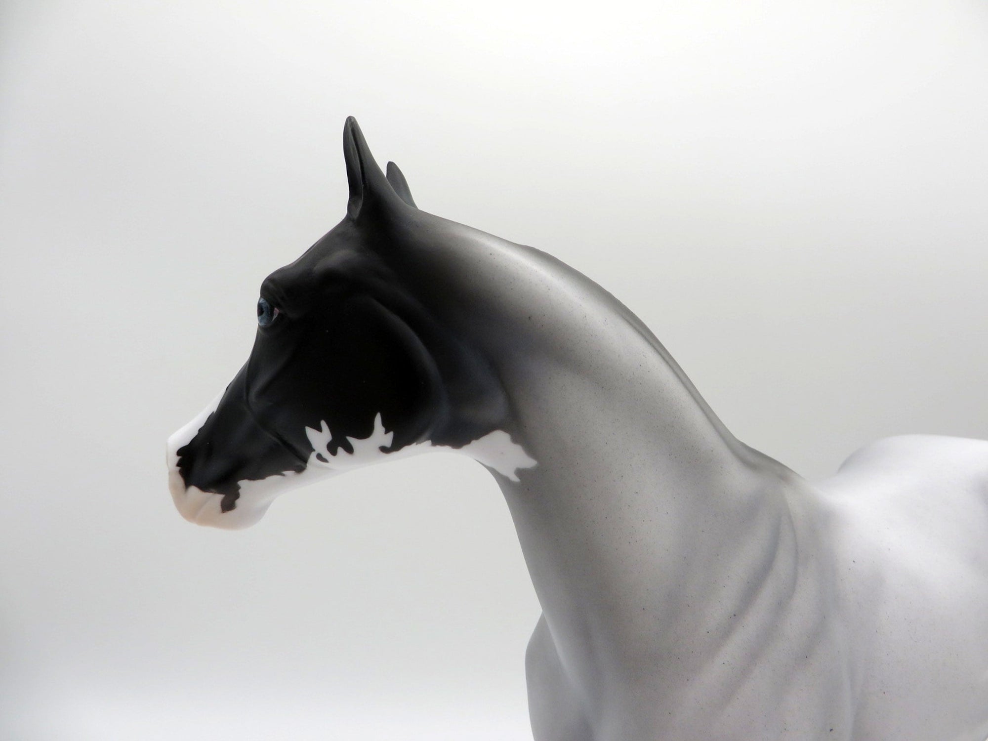 Caridad-OOAK Blue Roan ISH SHCF 2021