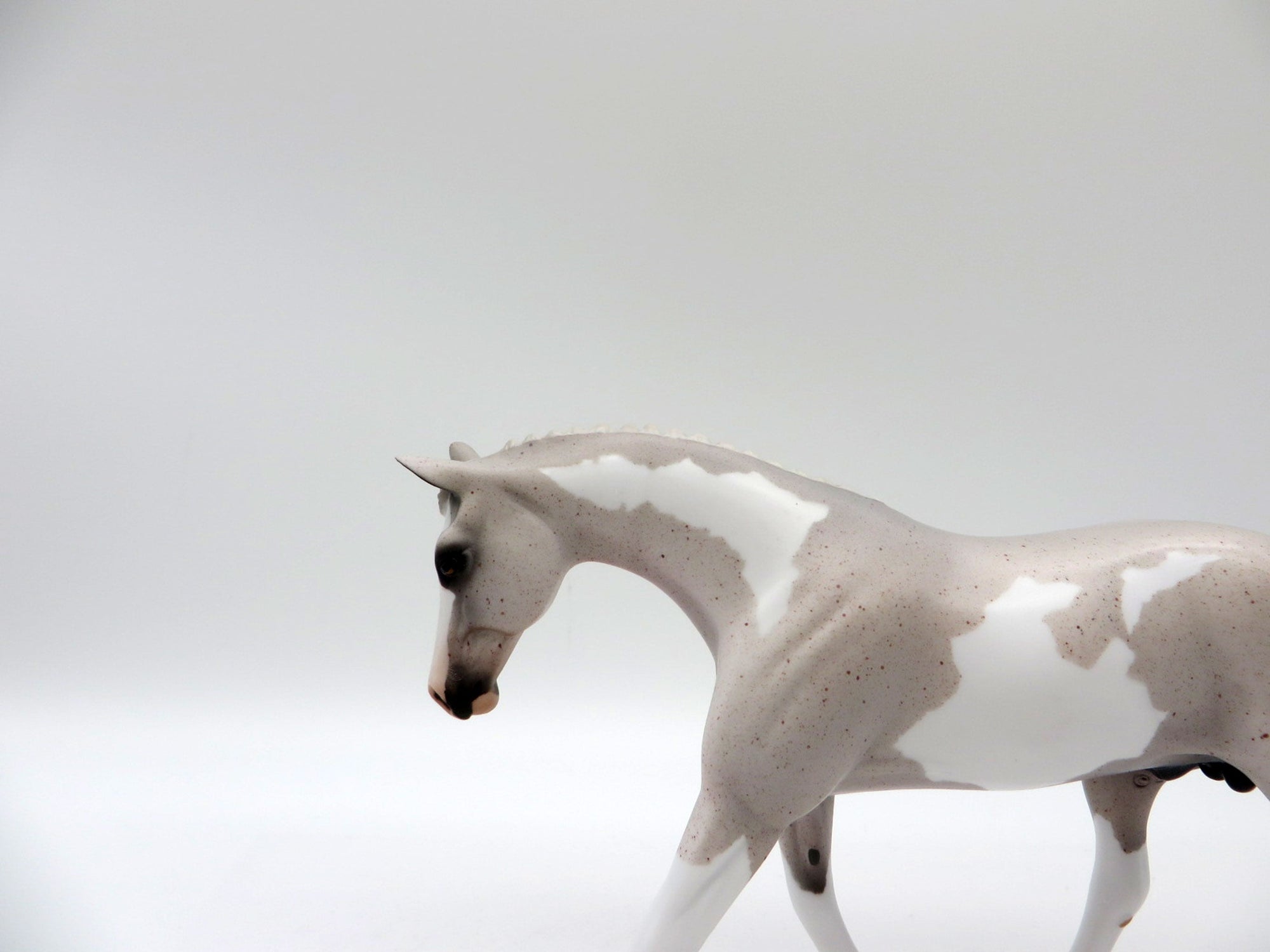 Caymus-OOAK Fleabit Roan Warmblood Pinto Pebbles 5/21/21