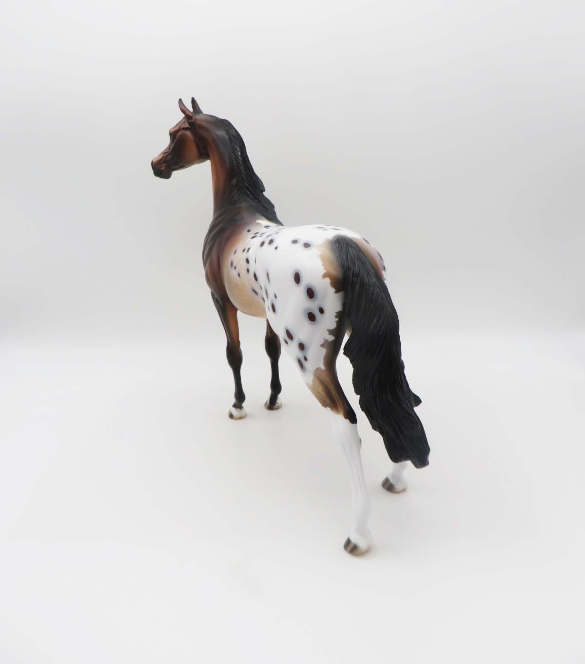 Cayuse OOAK Bay Appaloosa Arabian By Dawn Quick SHCF23