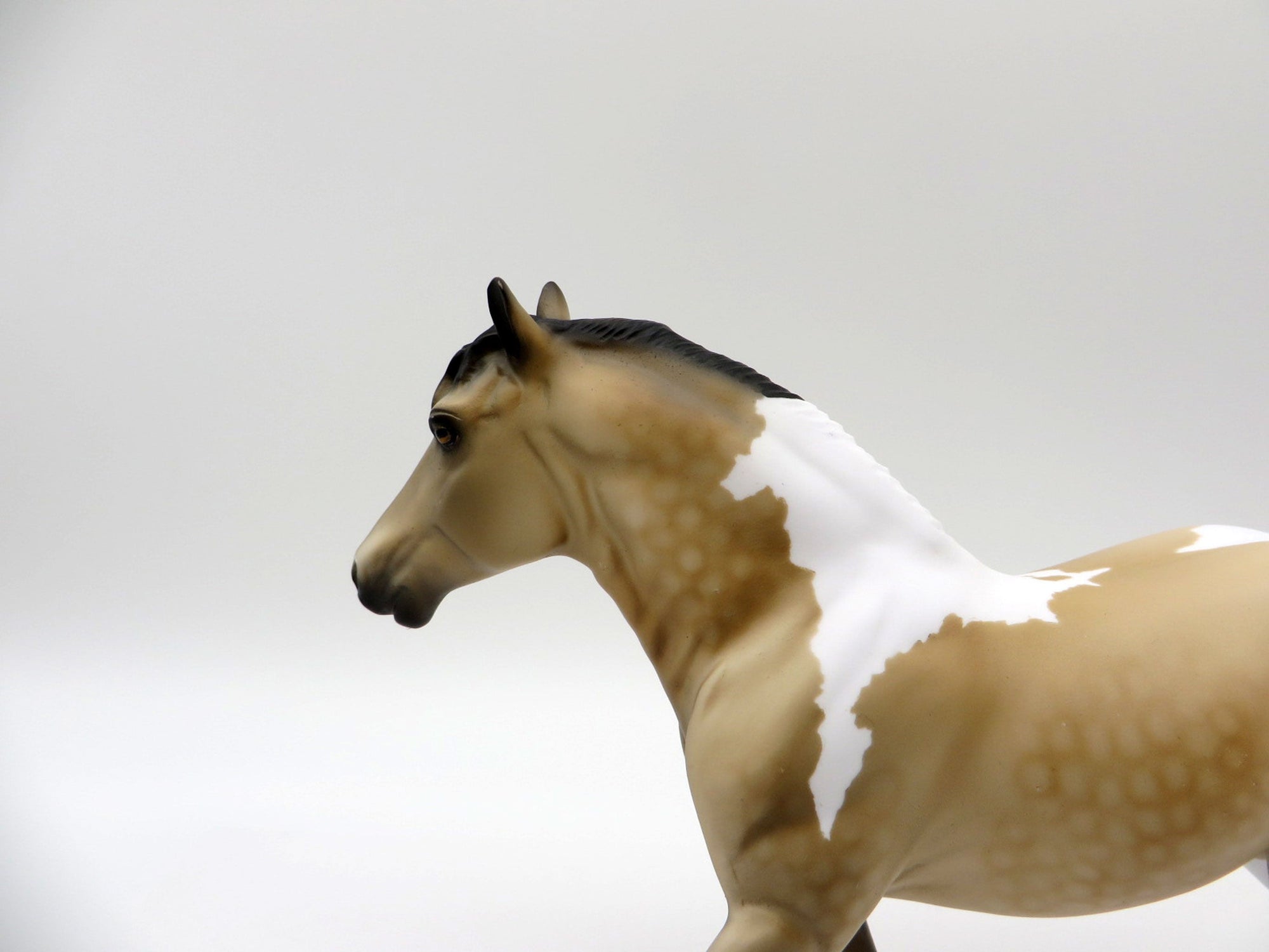 Cepheus-OOAK Dapple Buckskin Trotting Draft SHCF 2021