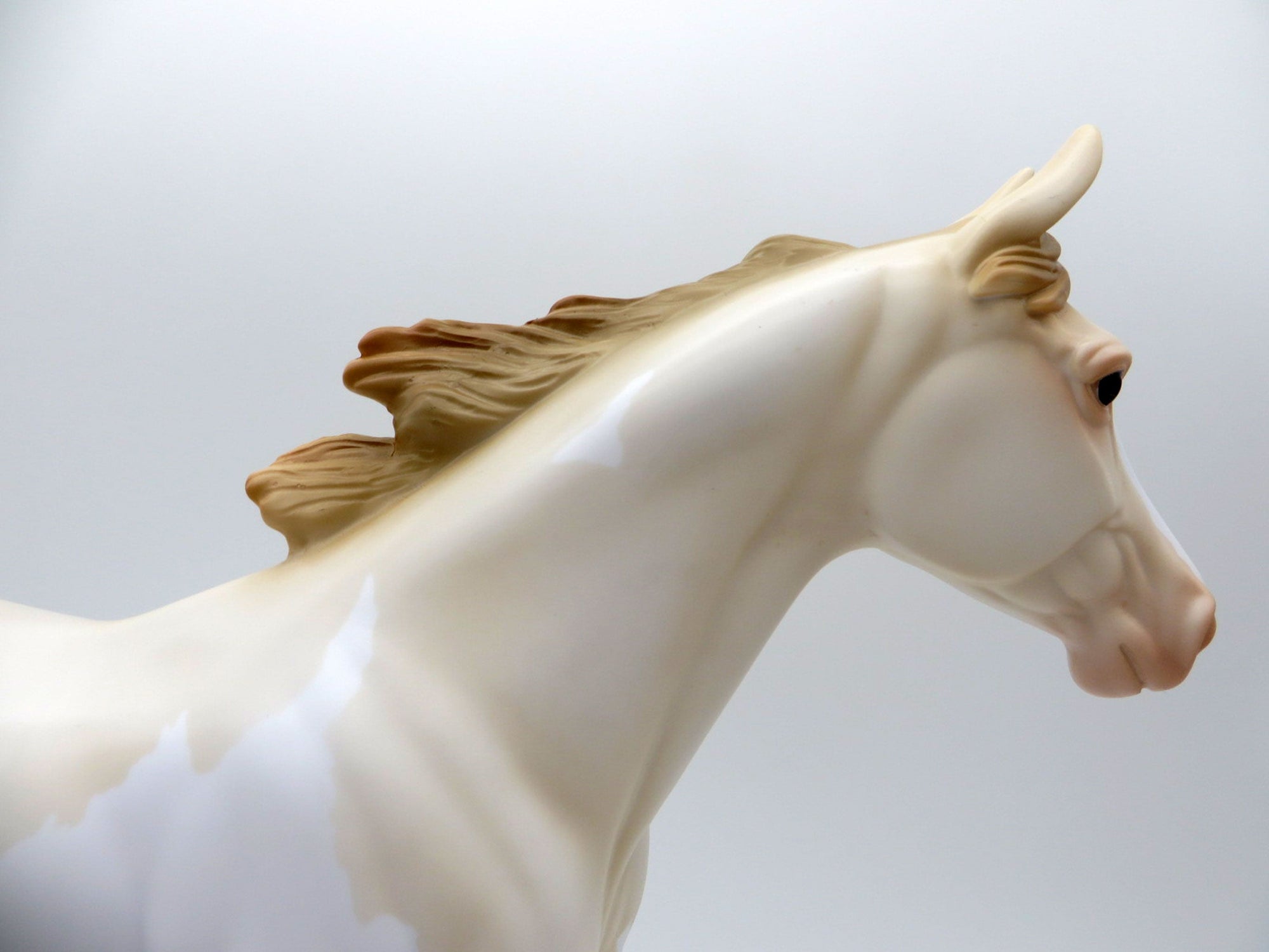 Champagne Pearl OOAK Palouse SHCF 2021