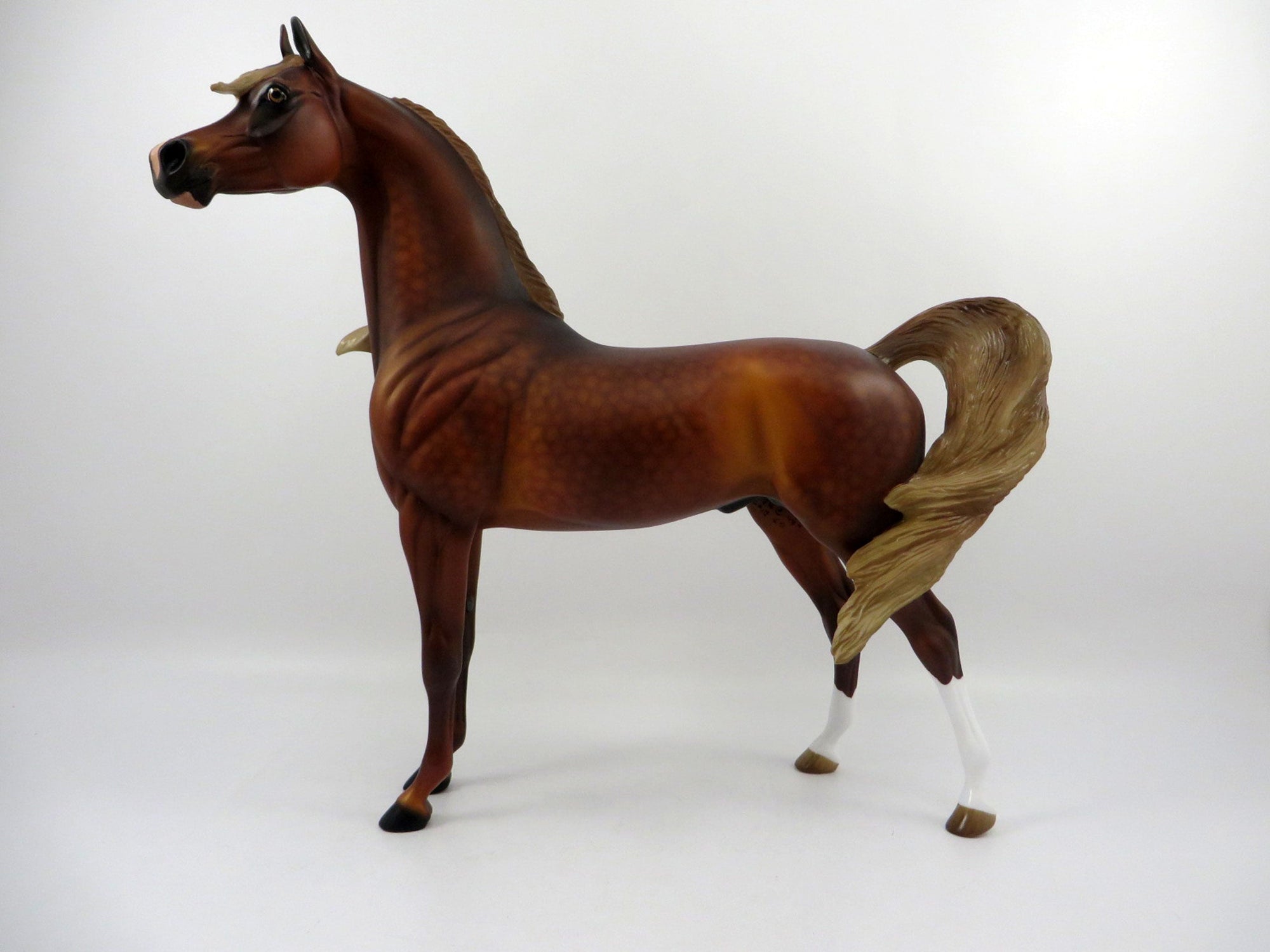 Champion-OOAK Dapple Chestnut Arabian 3/21