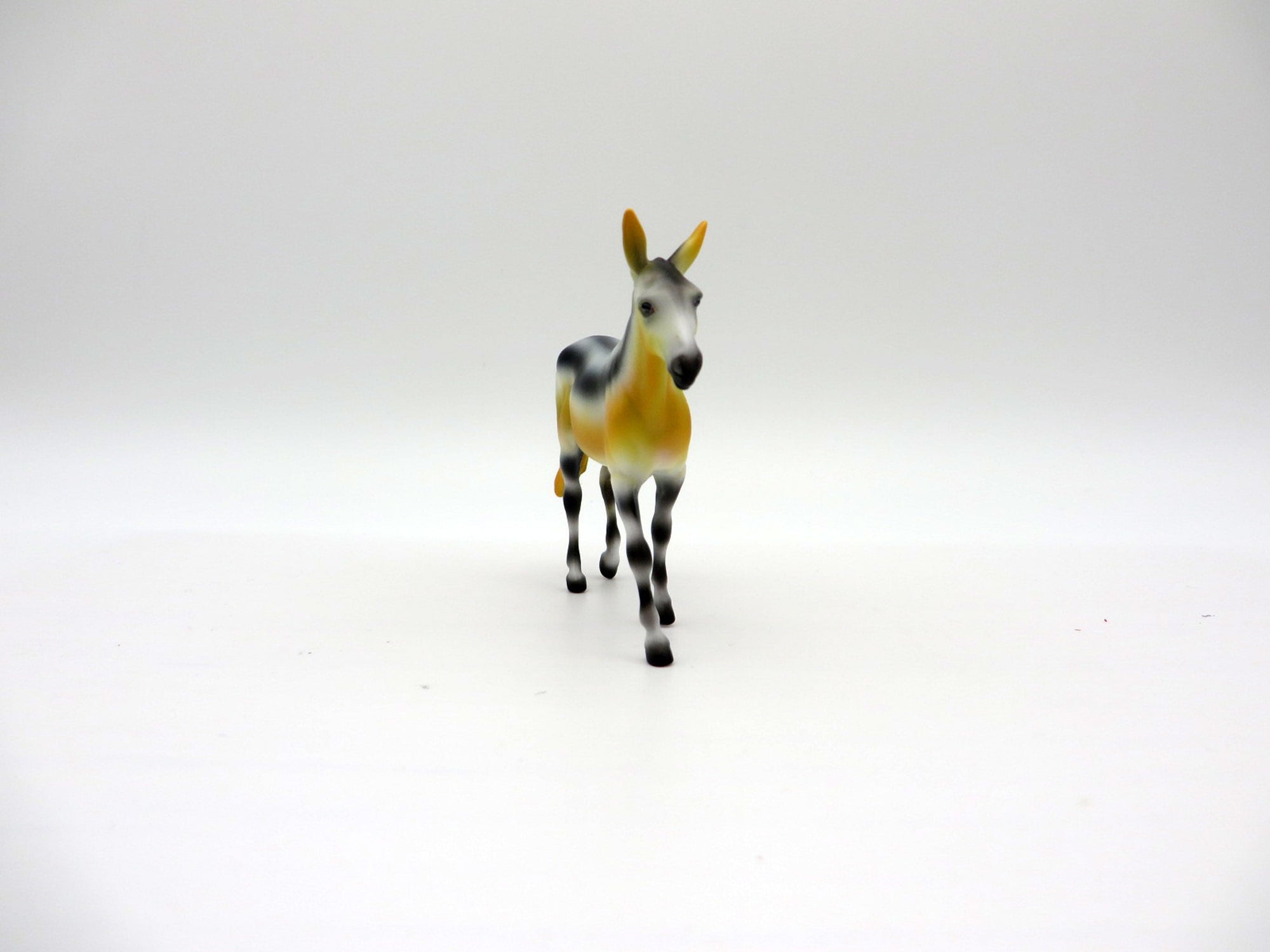 Chromodoris-OOAK Deco Mule Chip Shark Week 7/12/21