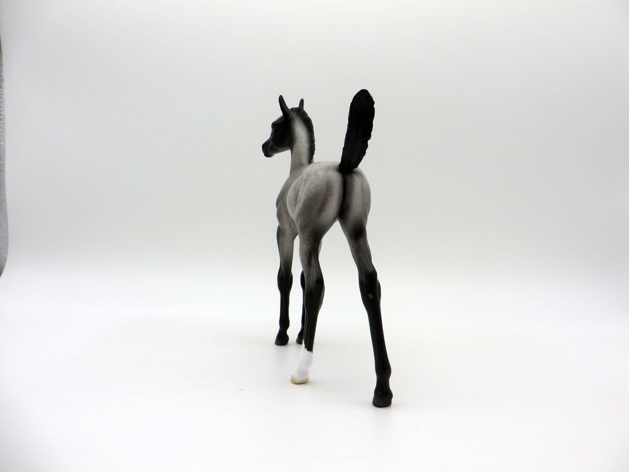 Constitution | Blue Roan Arab Foal by Dawn Quick | 7/1/21