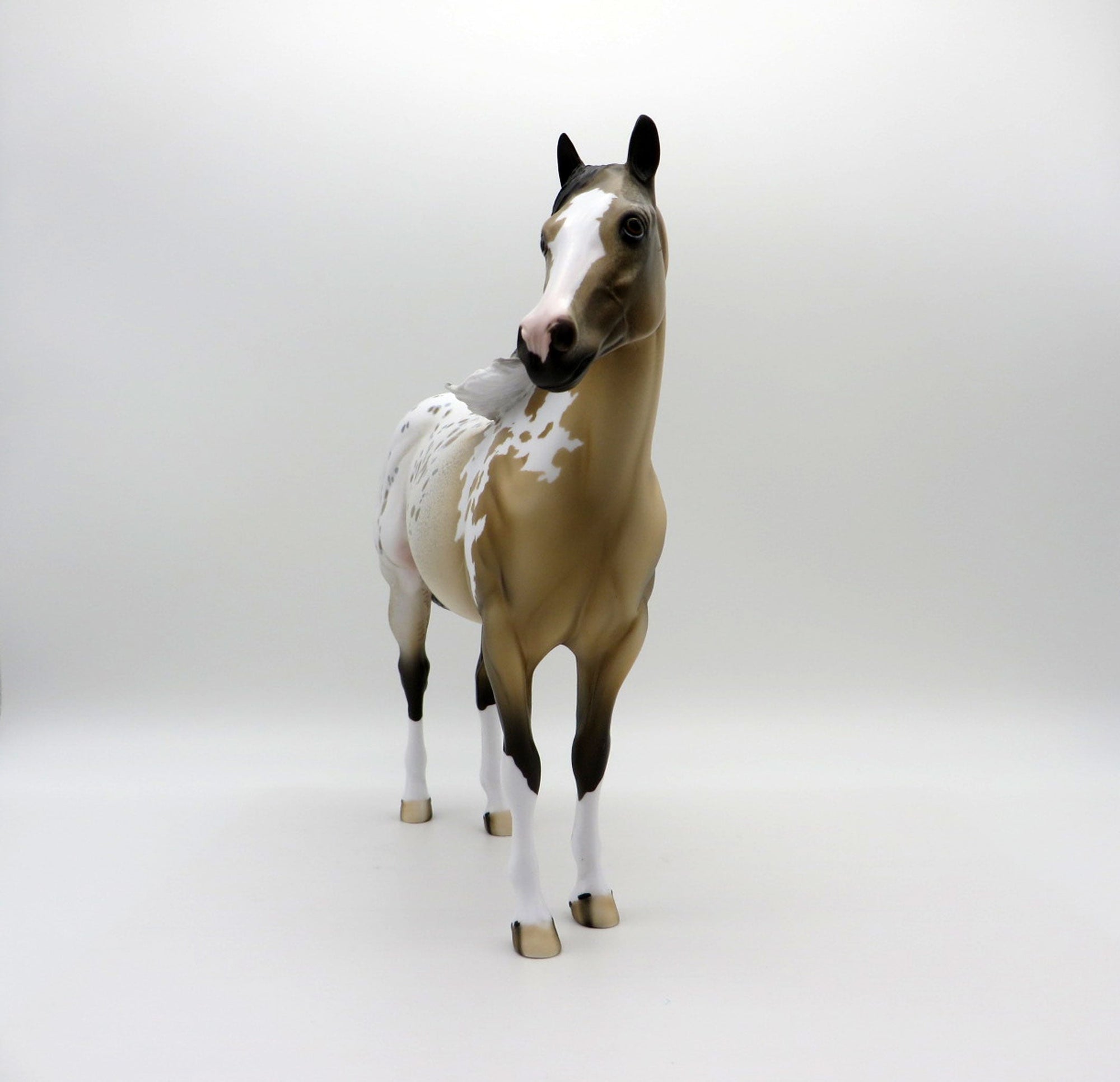 Cool Breeze-ISH Buckskin Appaloosa ISH SHCF 2021