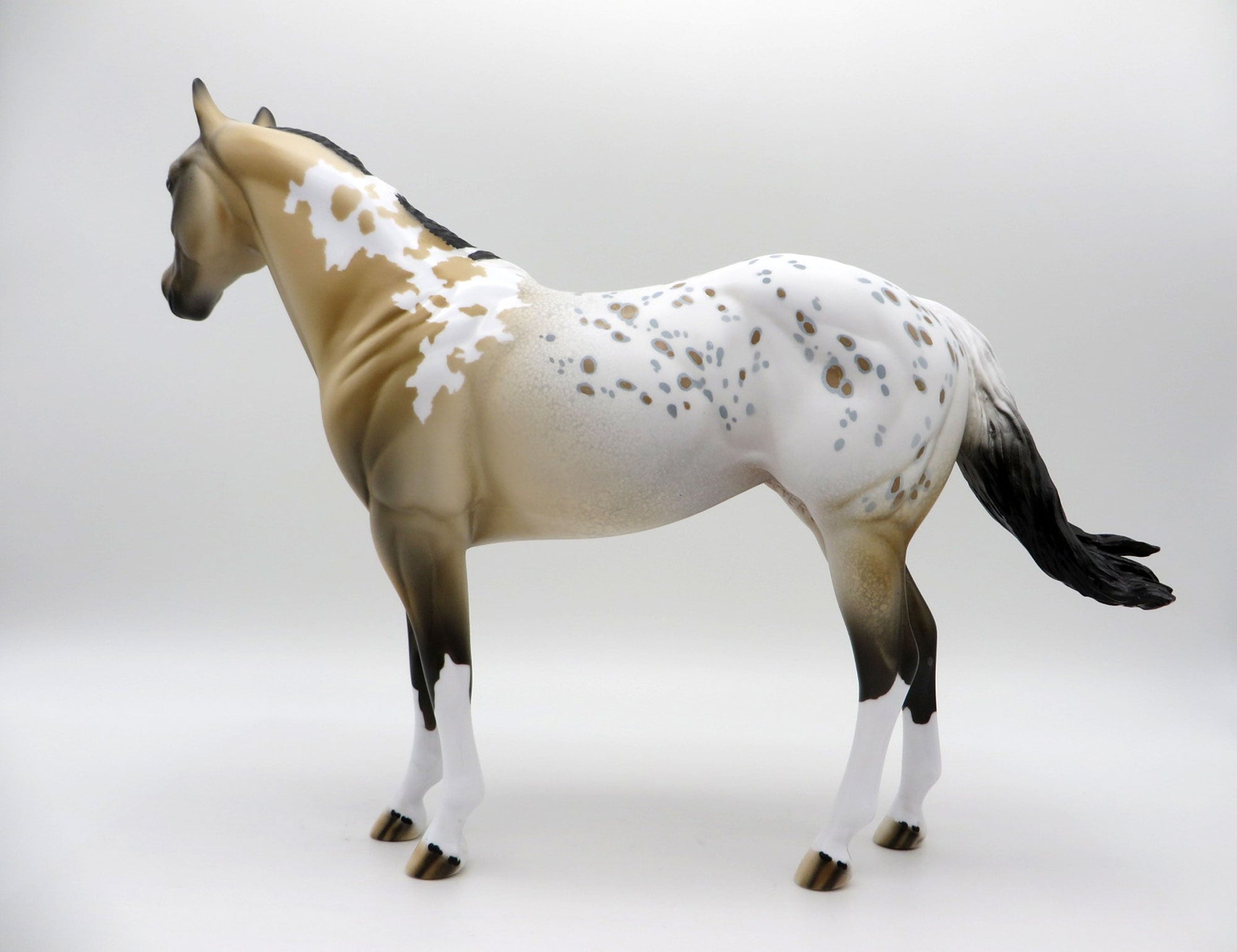 Cool Breeze-ISH Buckskin Appaloosa ISH SHCF 2021