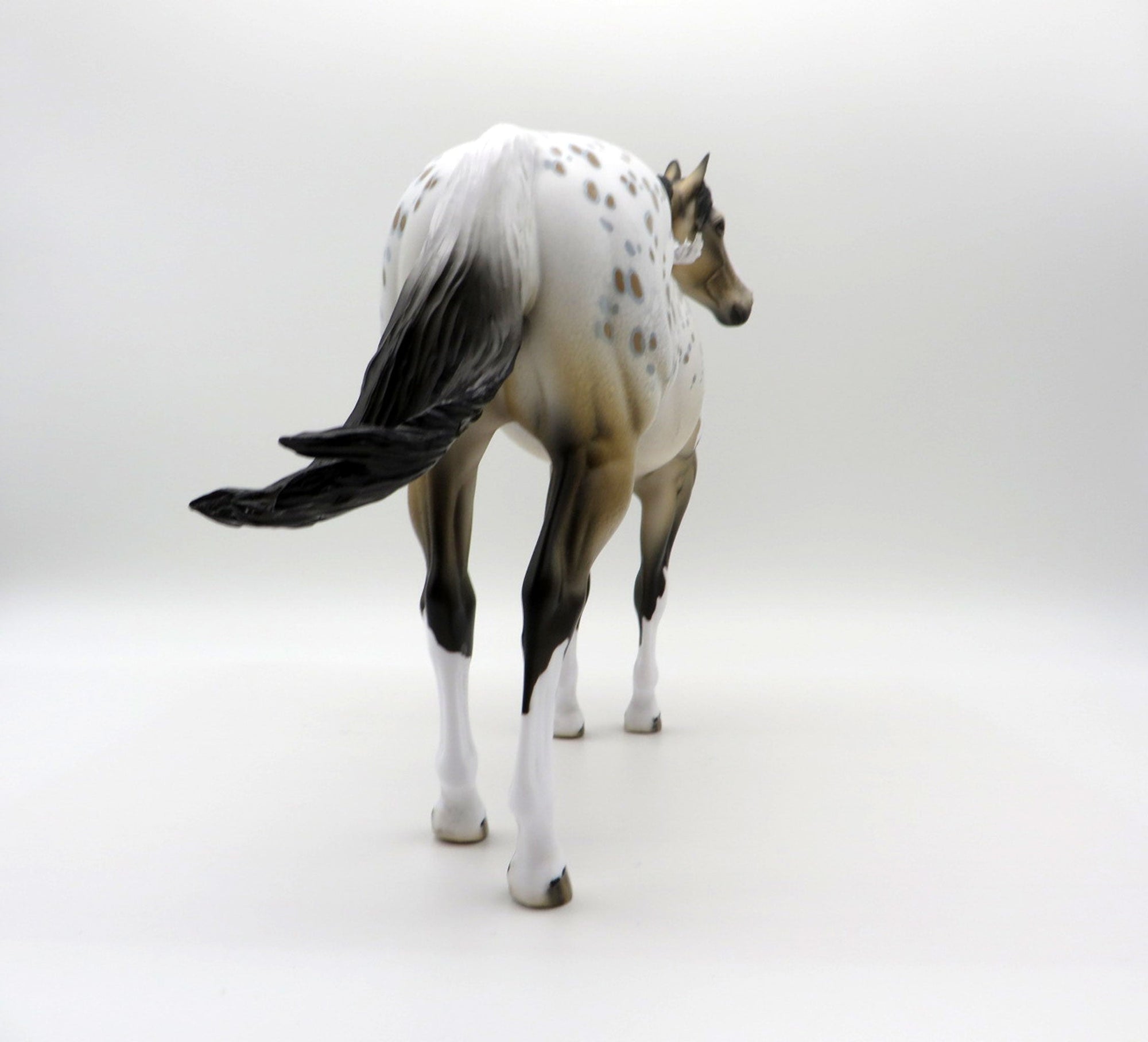 Cool Breeze-ISH Buckskin Appaloosa ISH SHCF 2021
