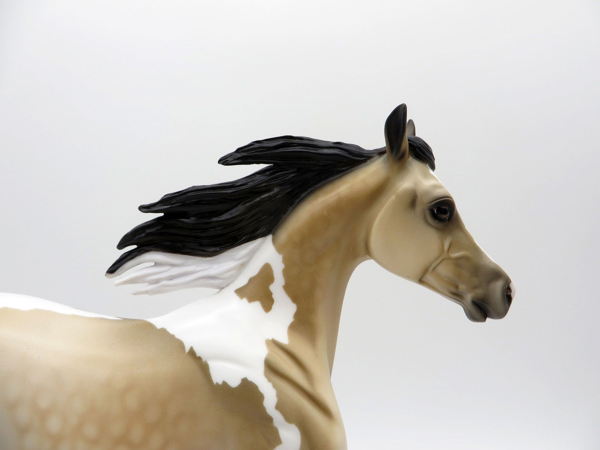 Cyclone-OOAK Buckskin Paint Yearling SHCF 2021